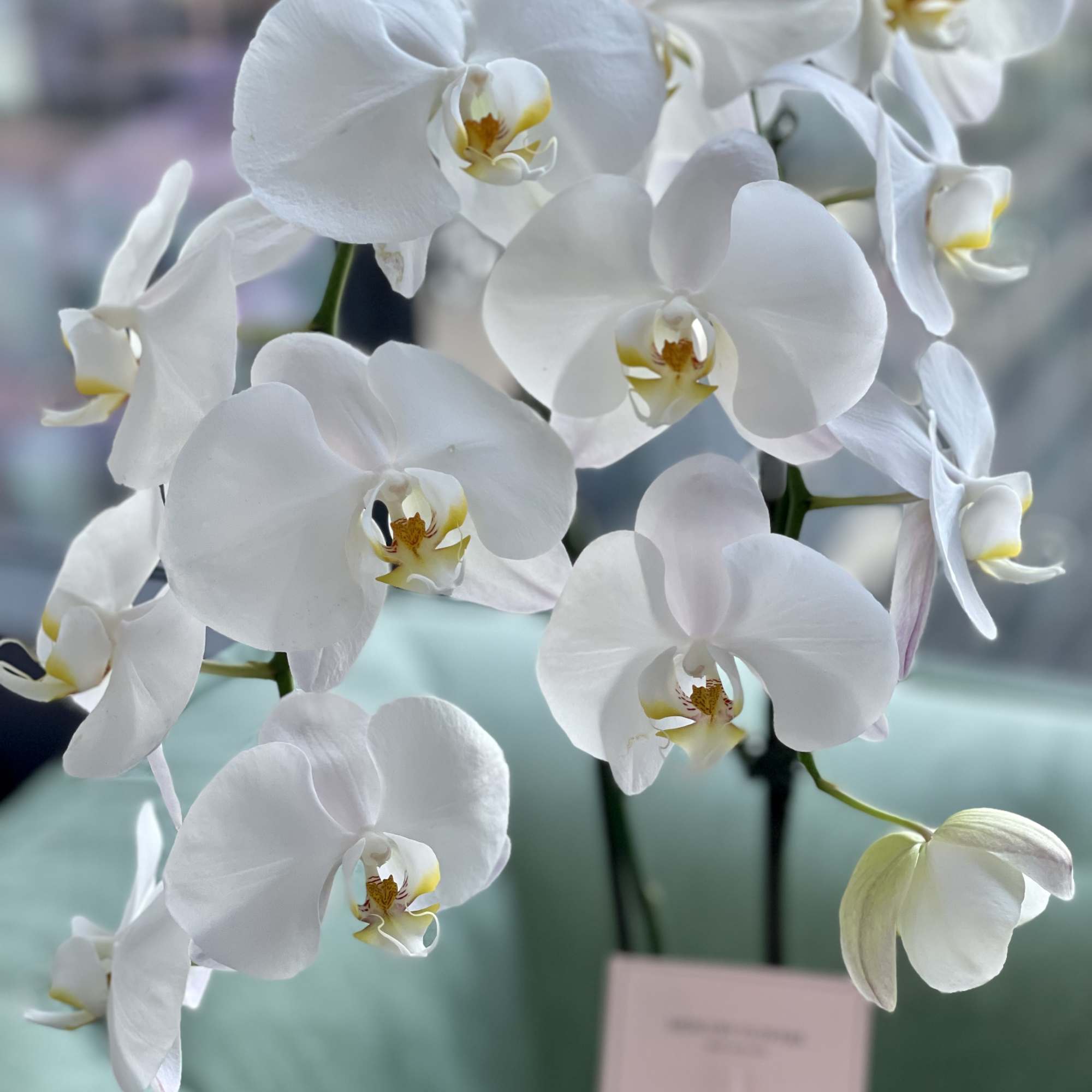 White orchid blooms on tall stems in a vase