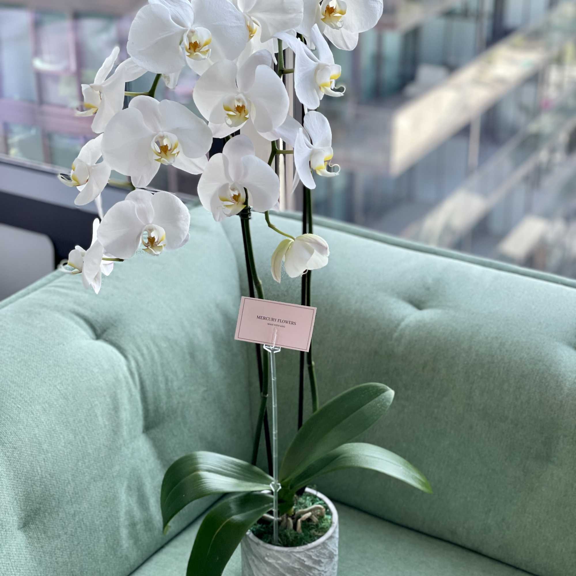 White orchid plant in a gray pot on a mint-green sofa