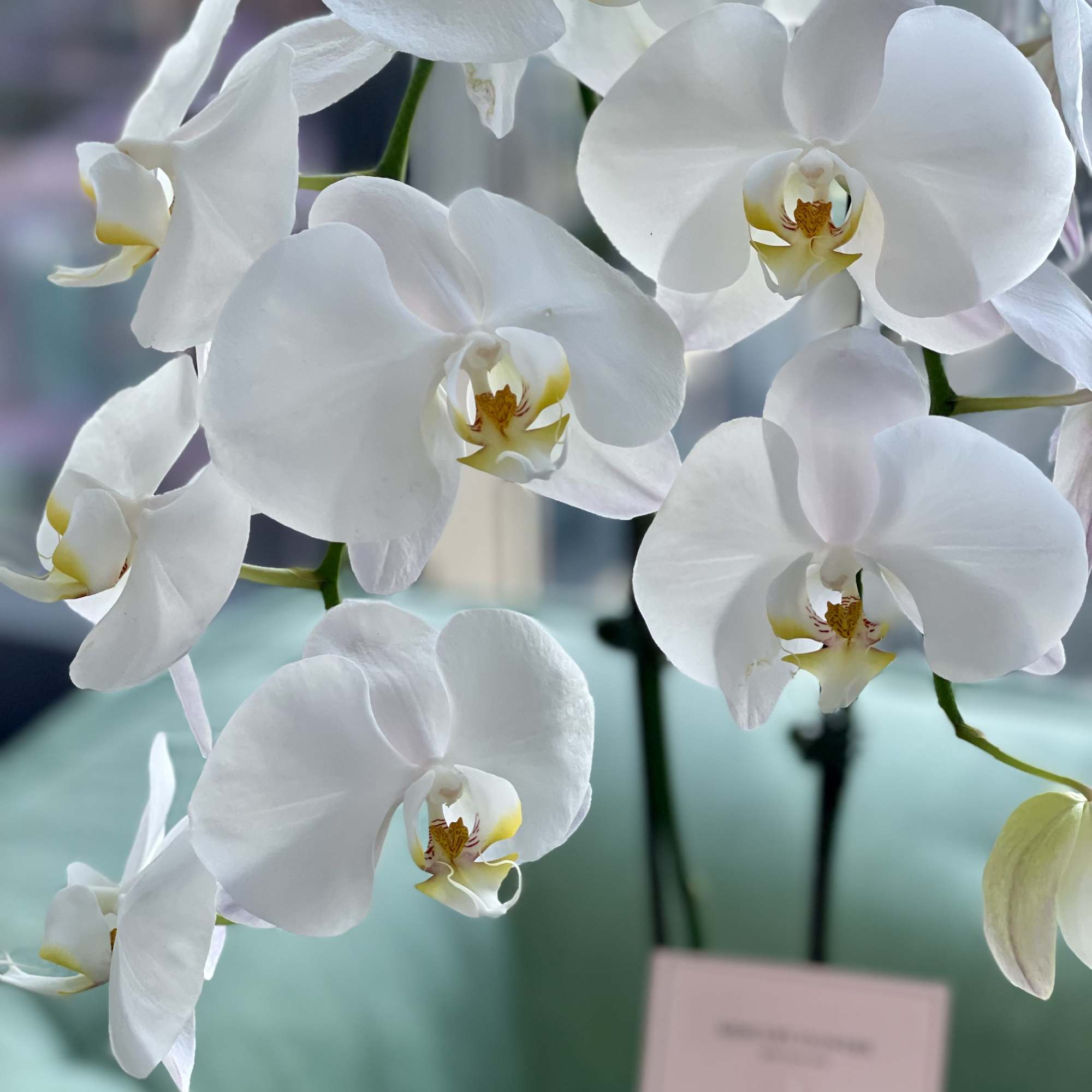 White orchid blooms with yellow centers in a close-up arrangement