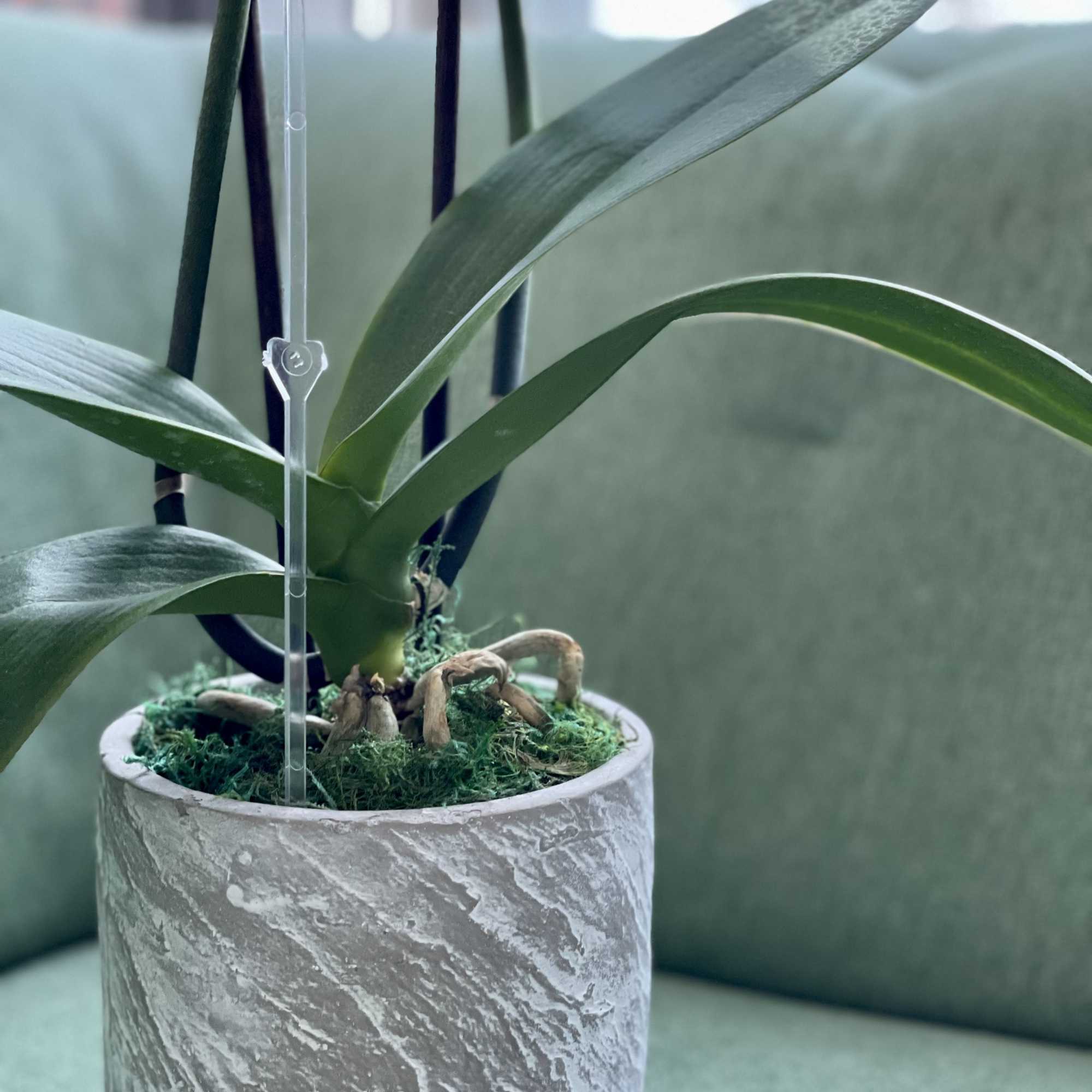 Potted orchid plant in a textured gray container