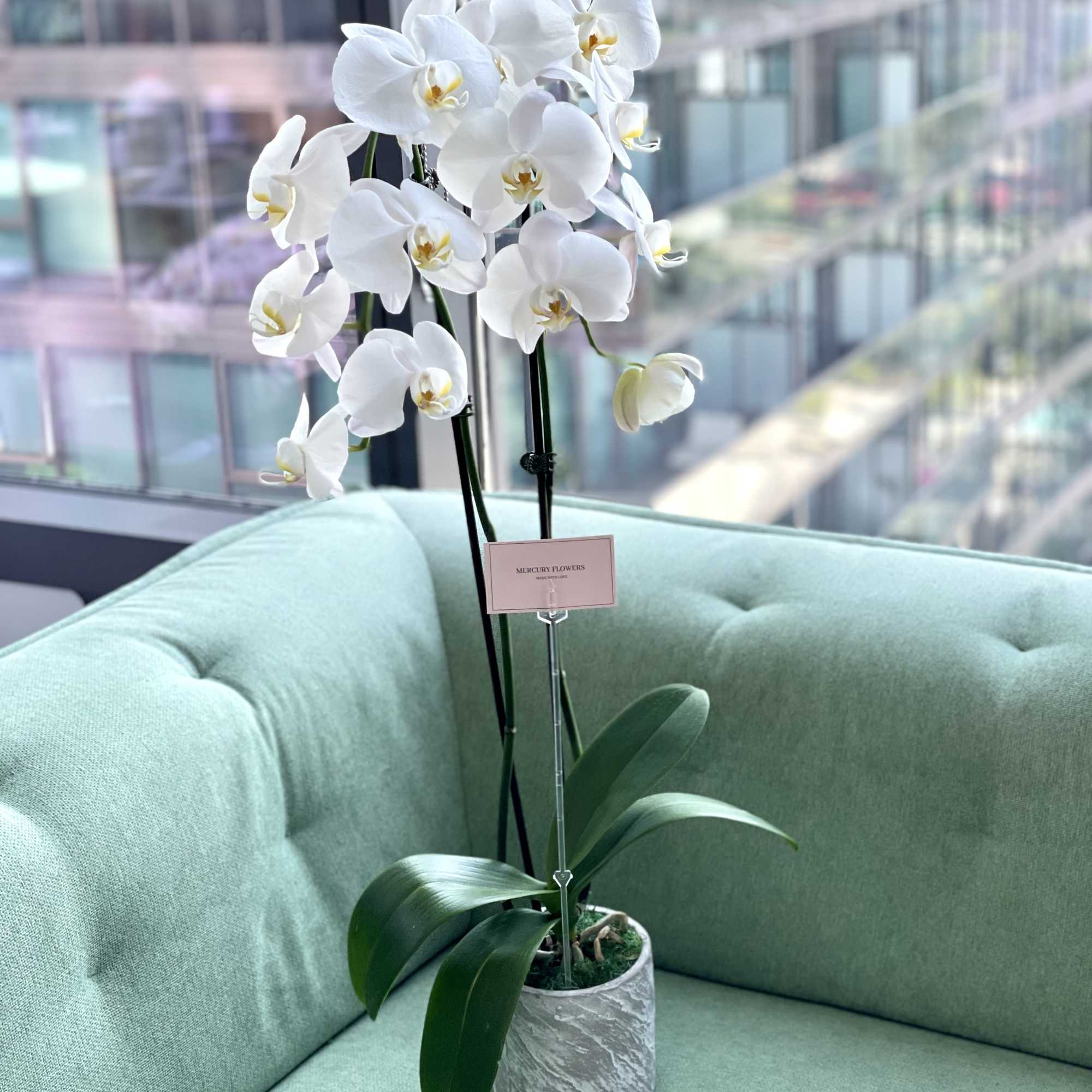 White orchid plant in a textured gray pot on a mint-green chair