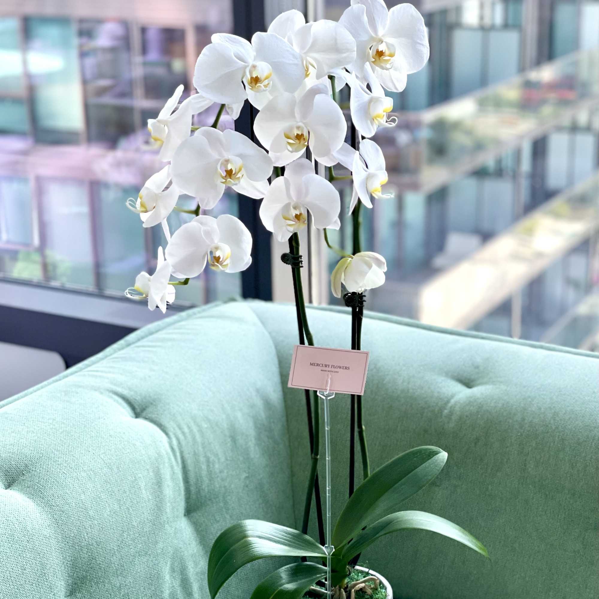 White orchid plant in a gray pot on a mint-green chair