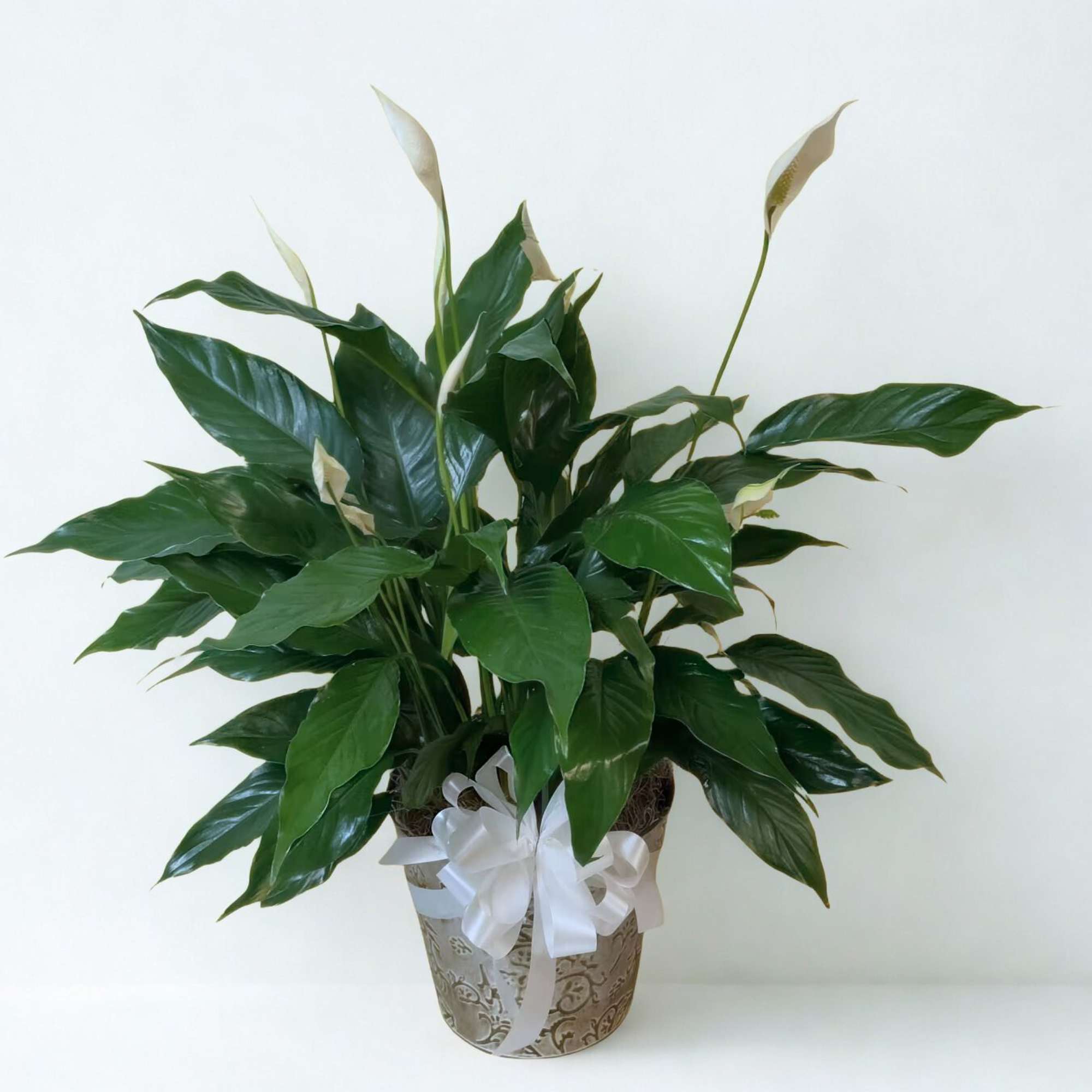 Potted peace lily with white blooms and a white ribbon bow