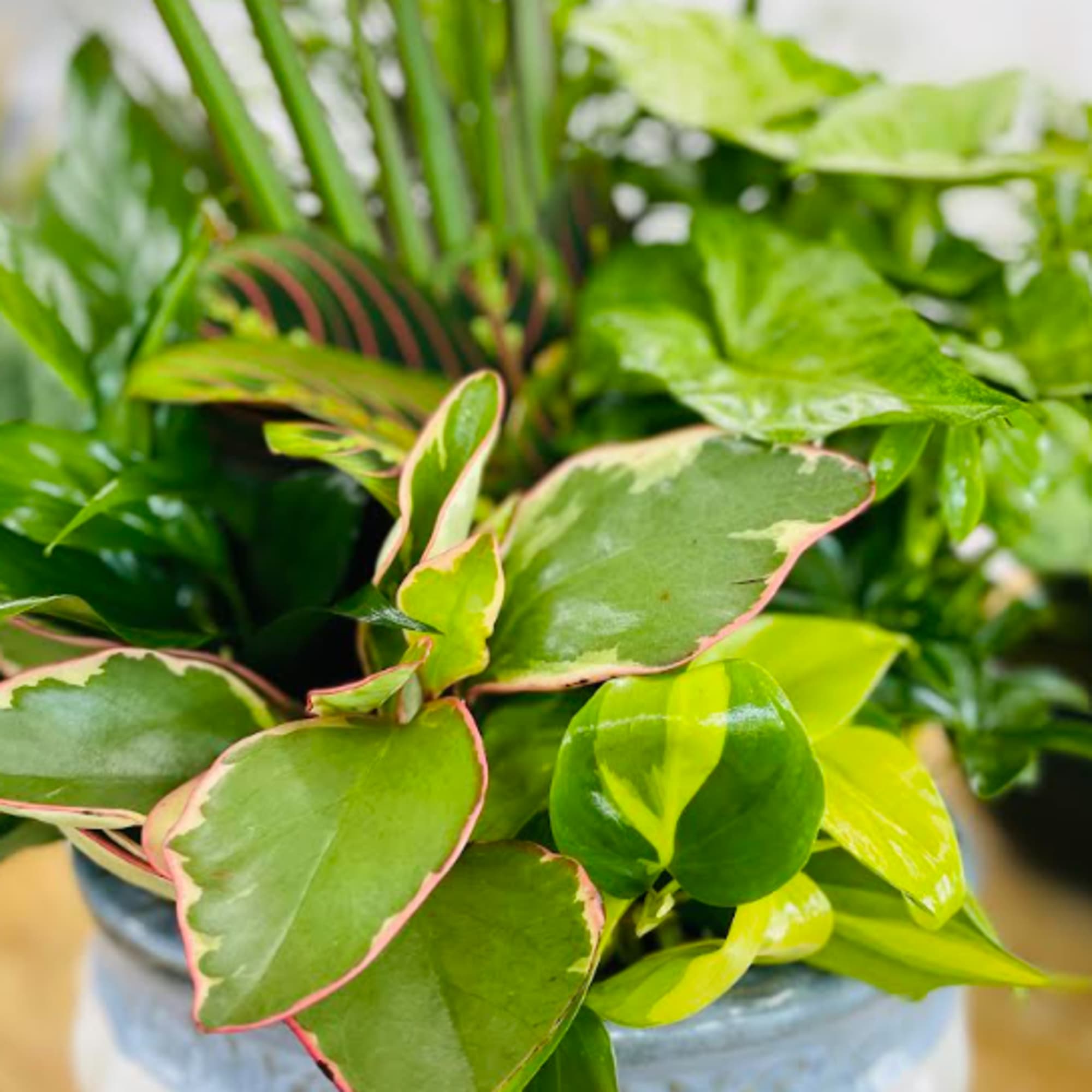 Variety of dishgardens available in a ceremic container.   Selection/color could