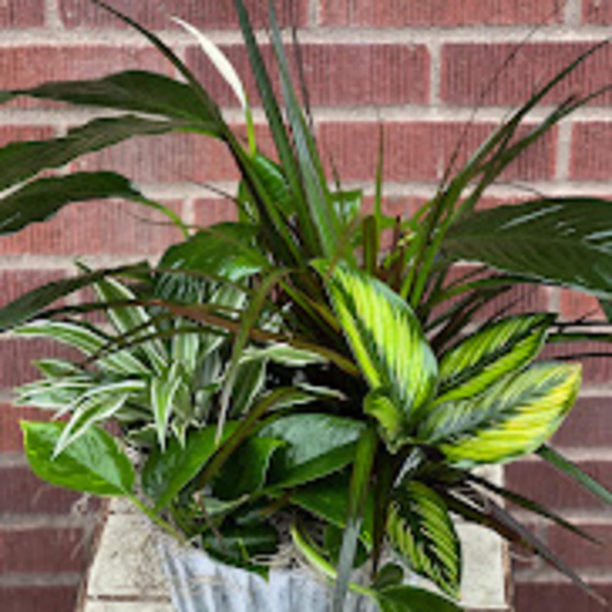 Potted green houseplant with variegated leaves in a white container