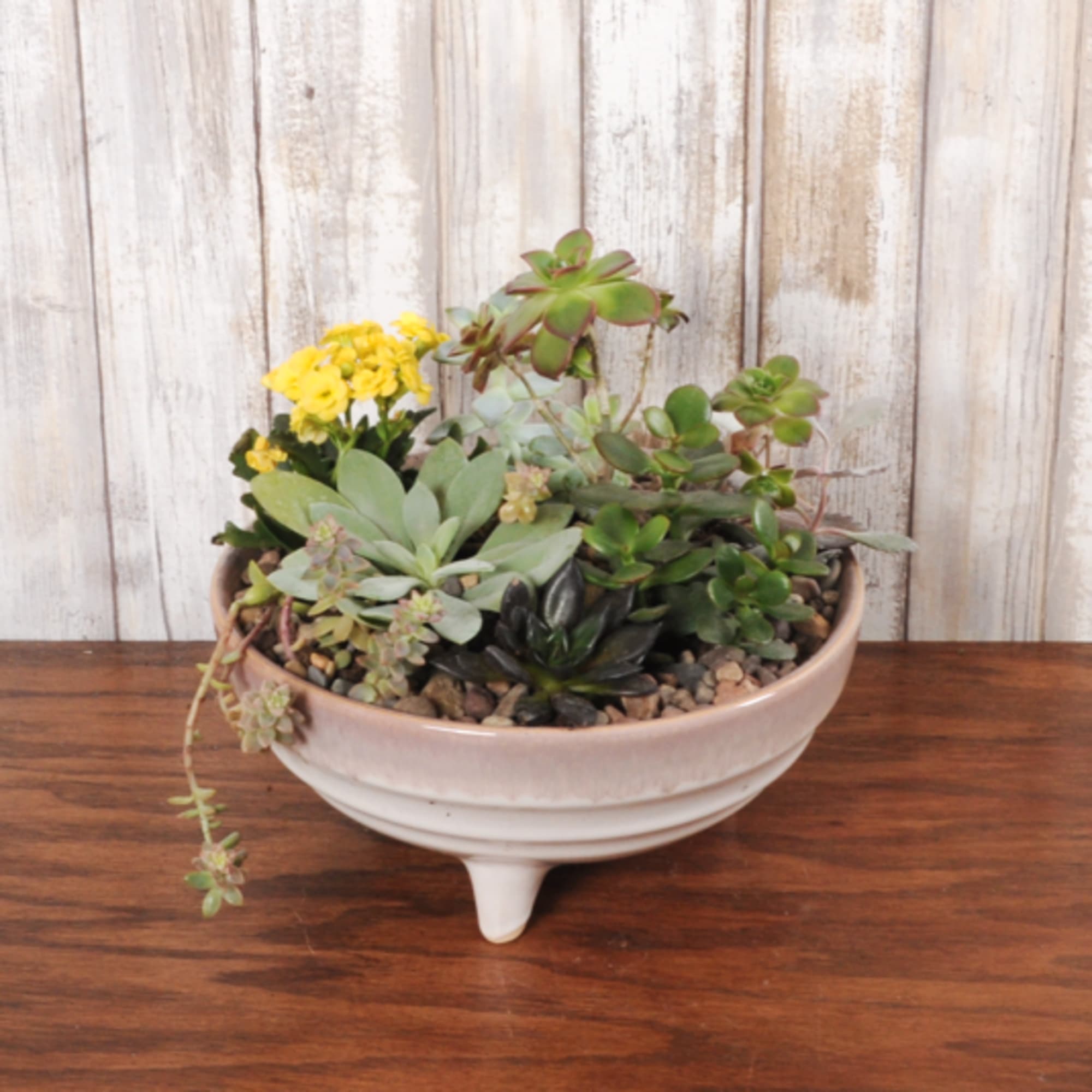 Low ceramic bowl filled with assorted succulents and a small yellow flowering plant on pebbles
