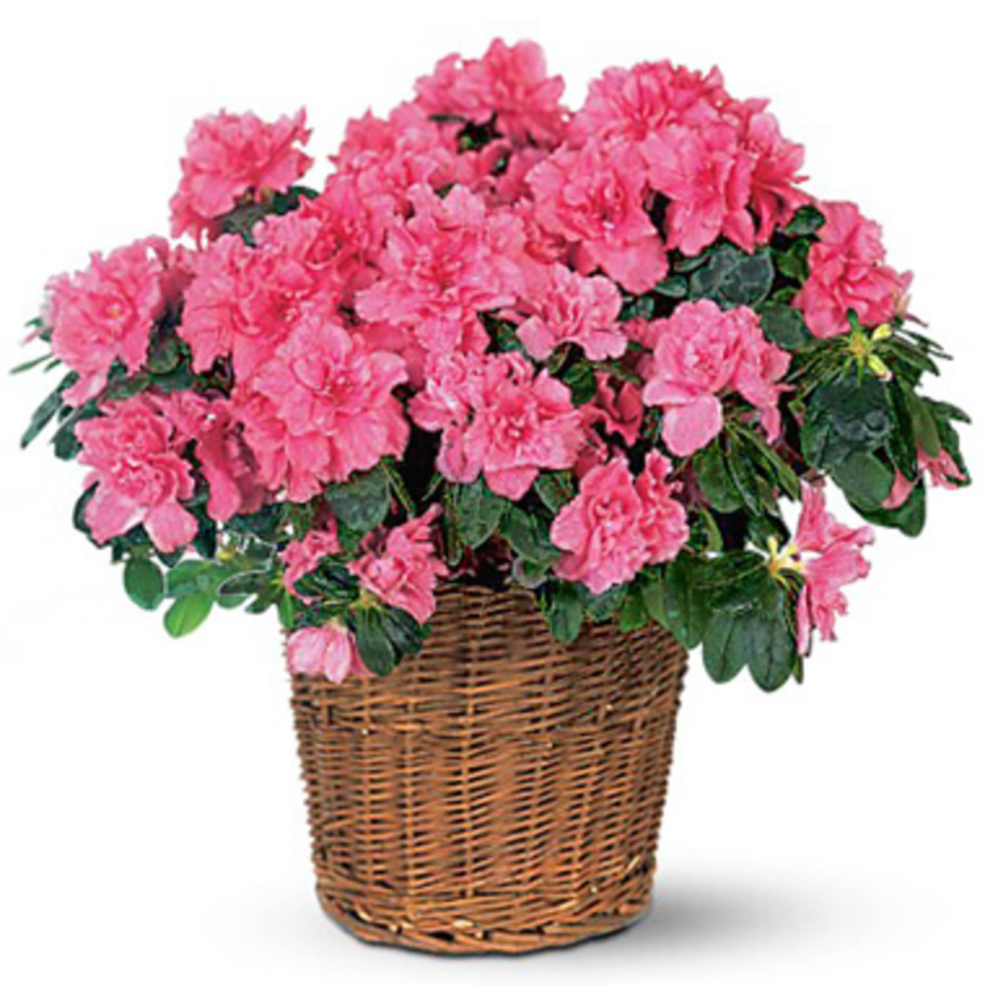 Pink flowering plant in a wicker basket