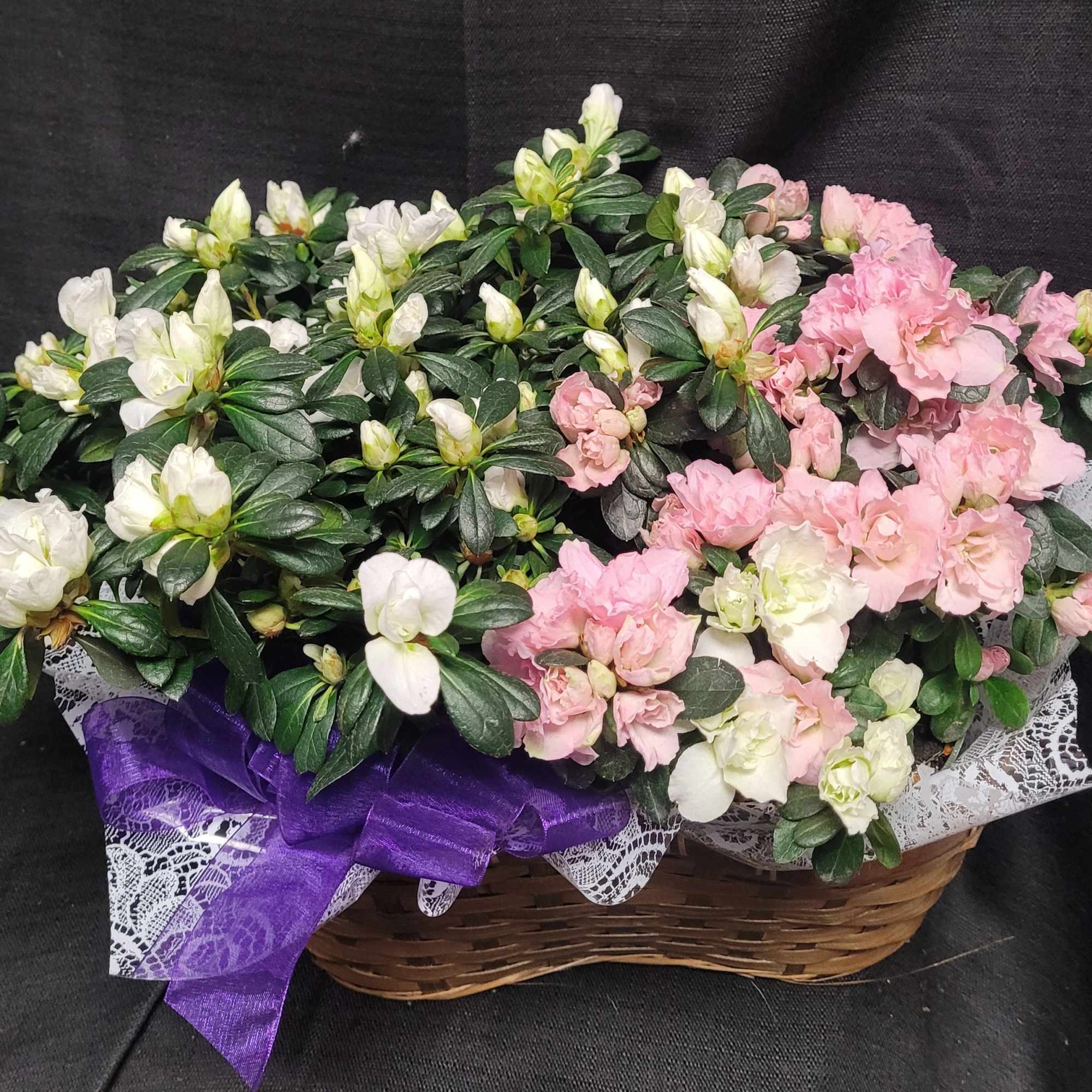 Basket of pink and white flowers with a purple ribbon