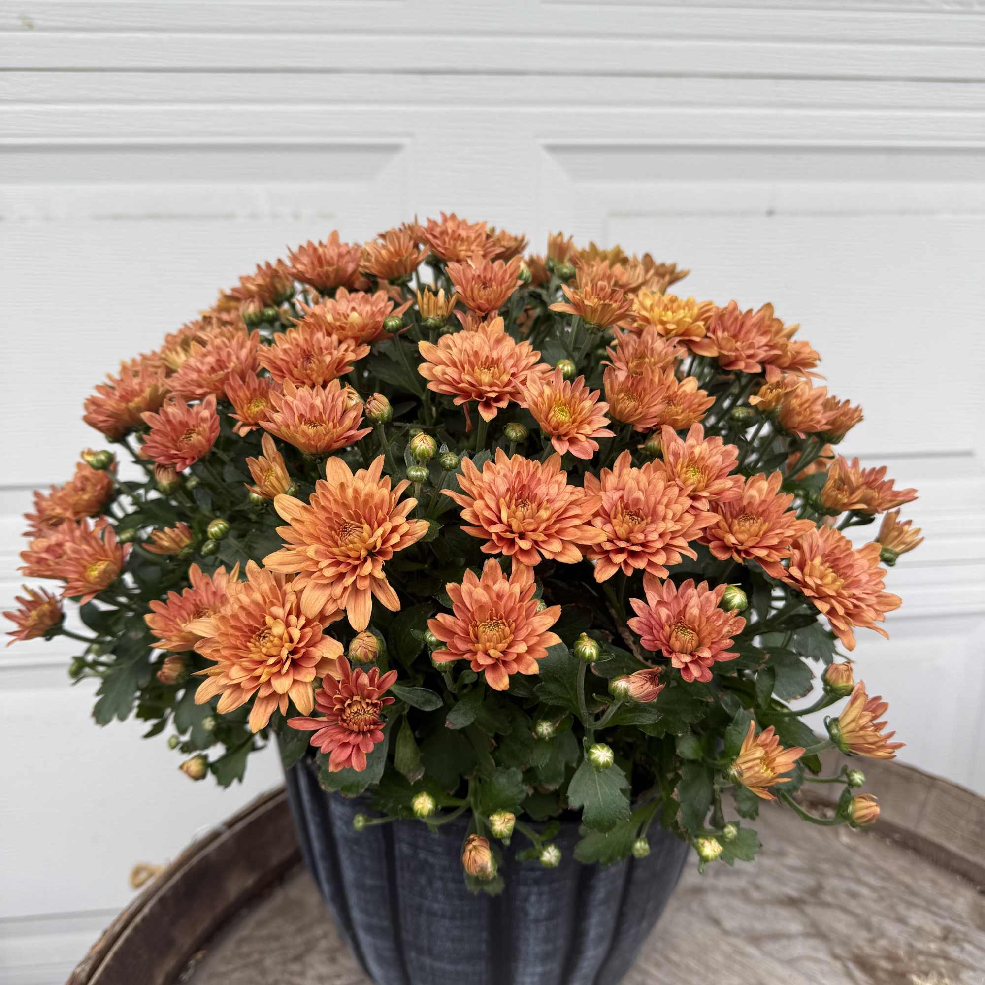 Orange chrysanthemum plant in a dark pot