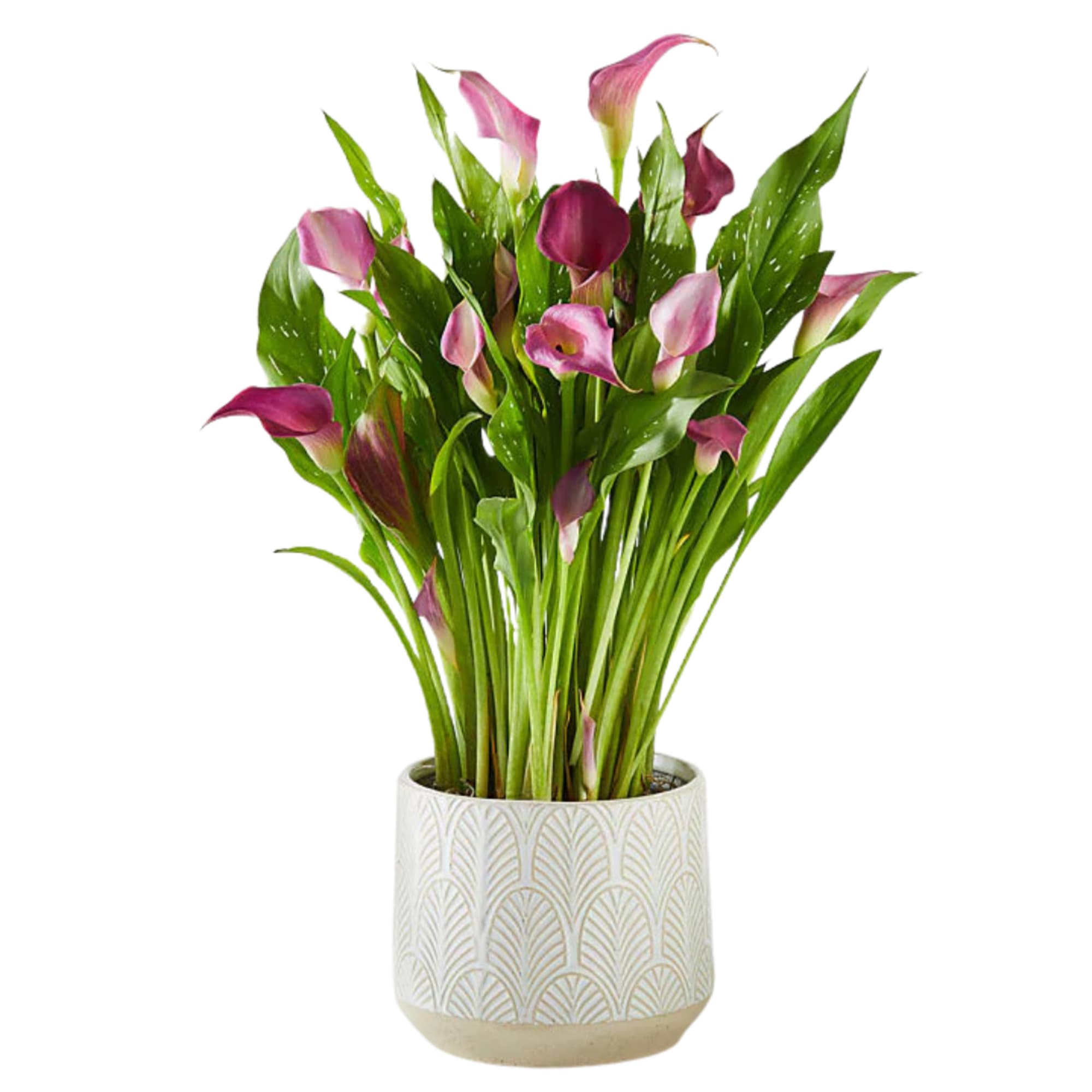 AVAILABLE IN Yellow, Pink, Purple and Orange - call the store for, photo 4 of 4
