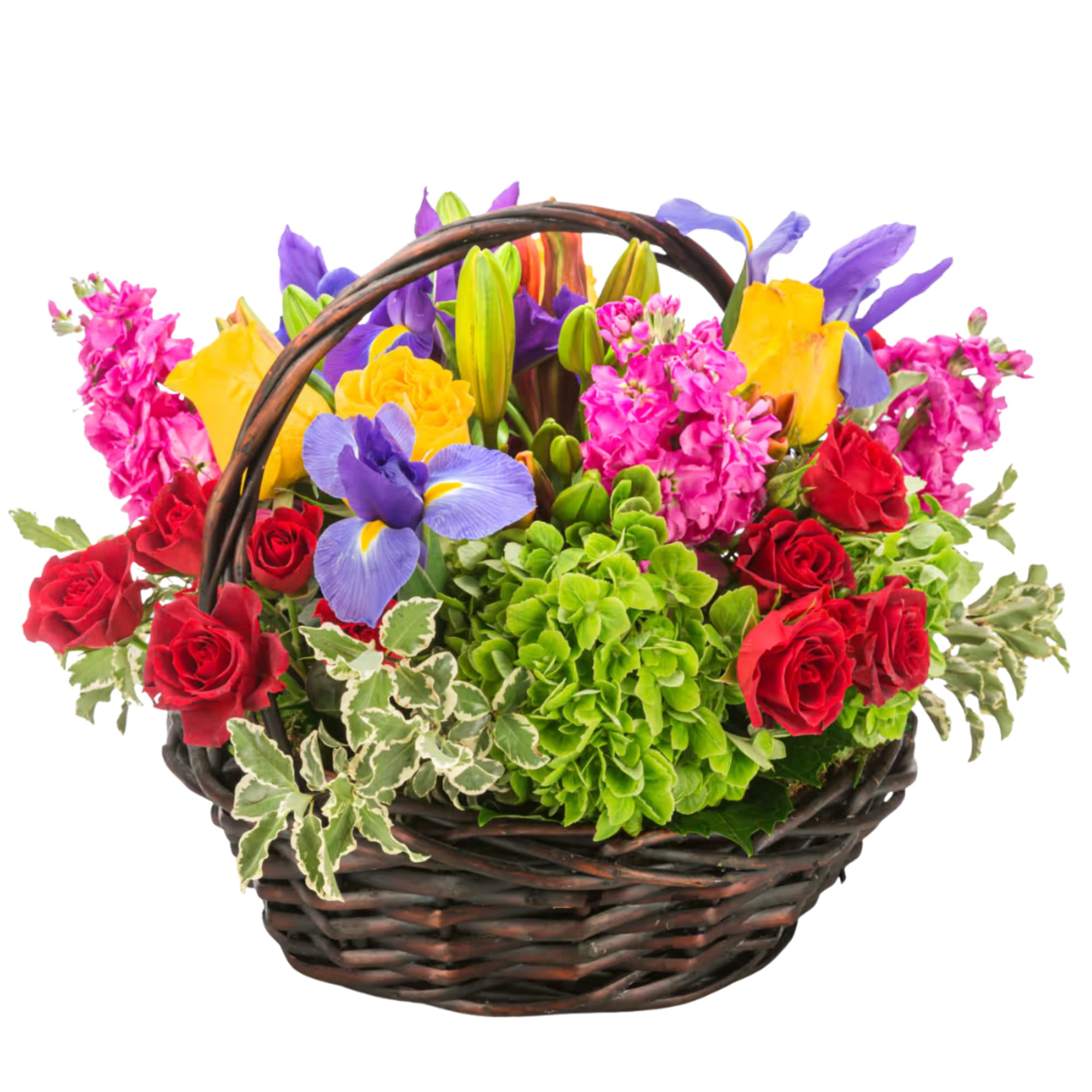 For the color lover in your life! Featuring 6 different types of