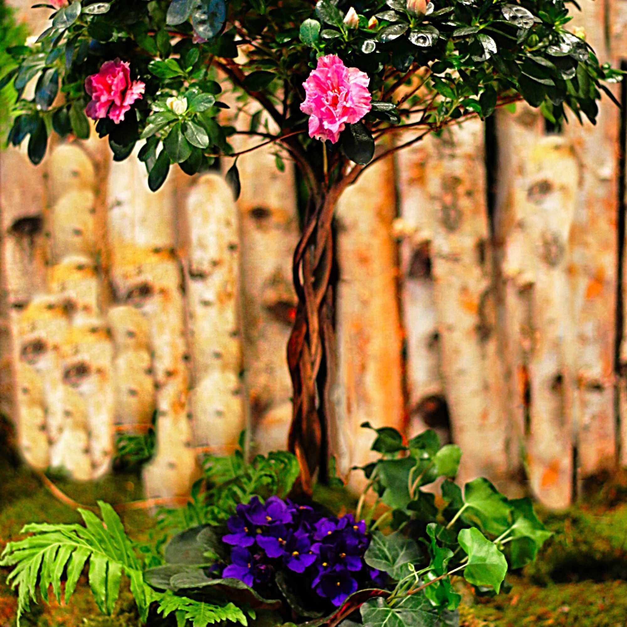 Pink flowering topiary in a planter with purple blooms at the base