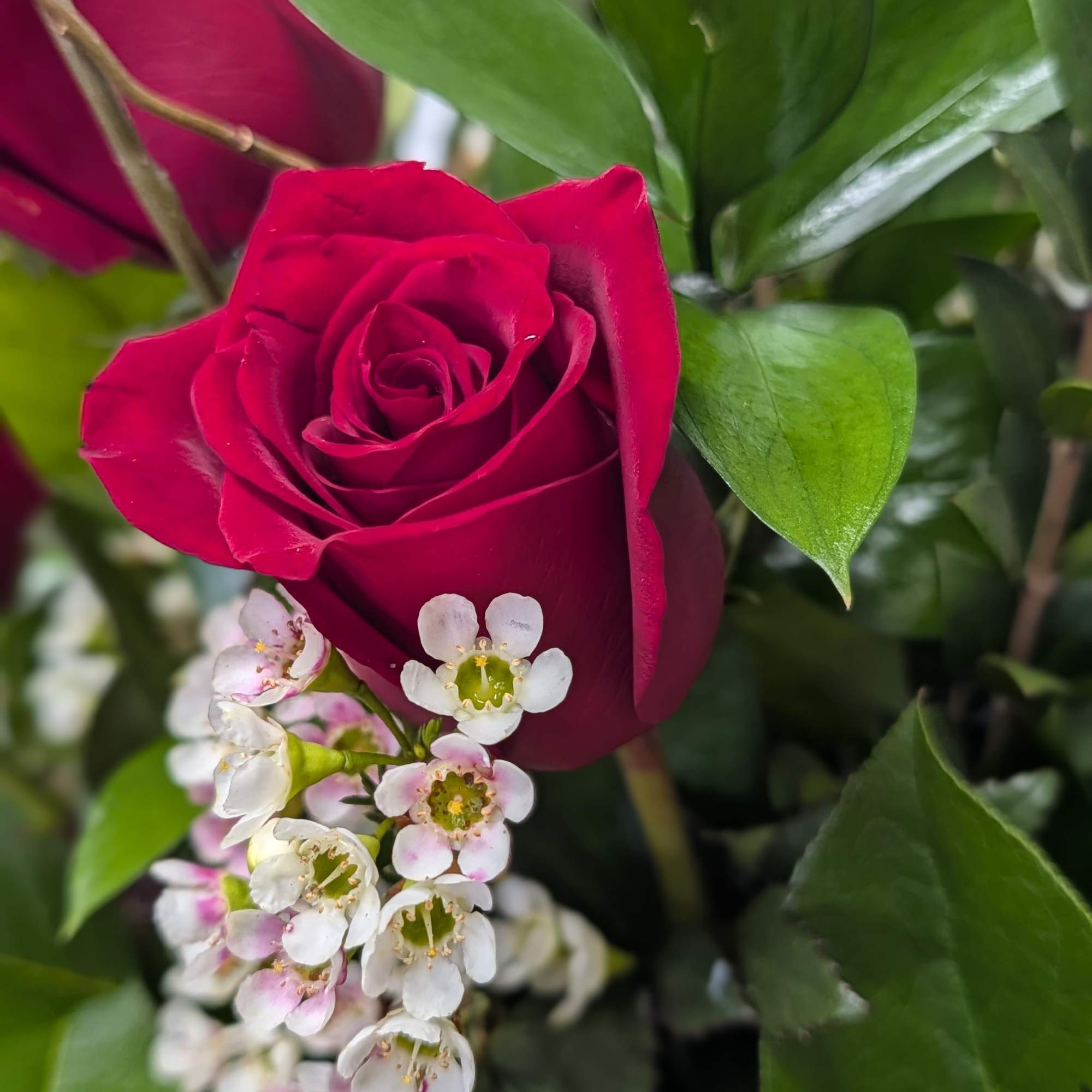 Close-up of a red rose with small white blossoms and green leaves