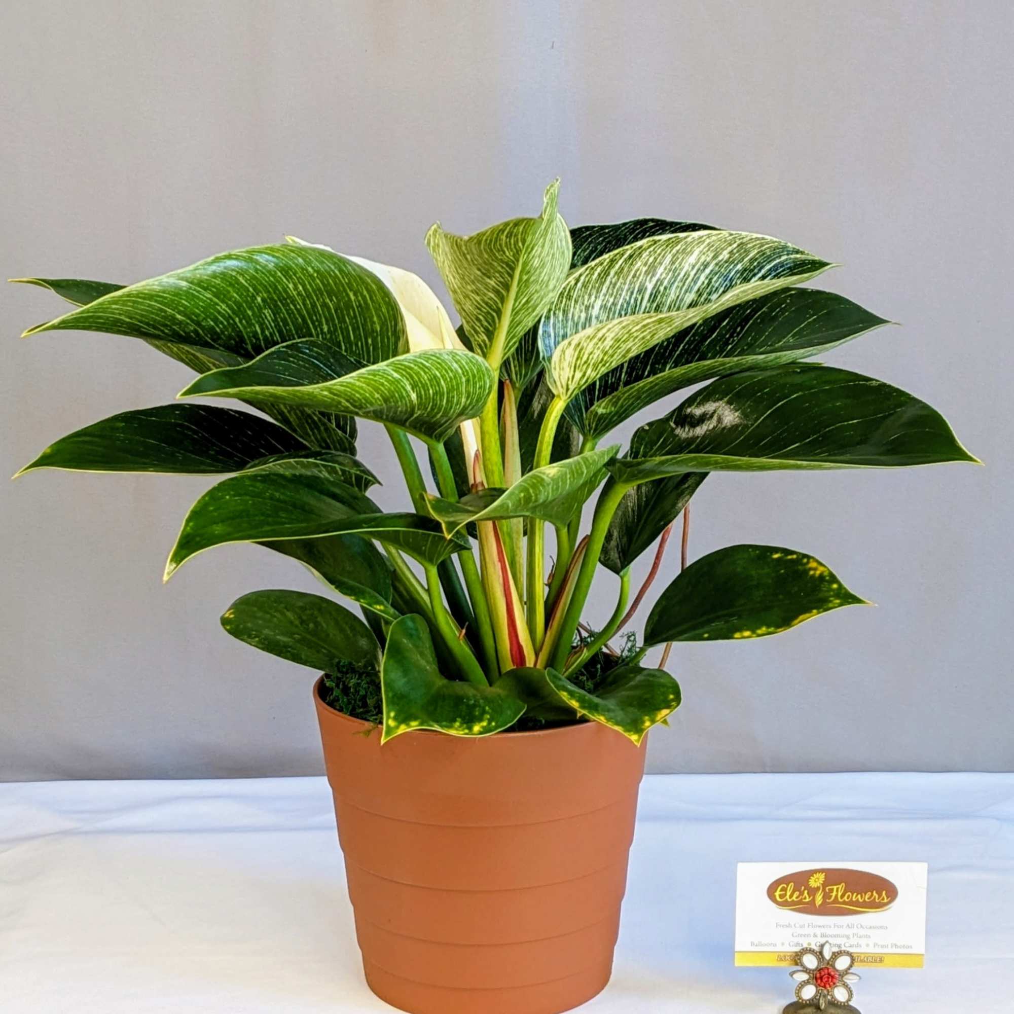 Potted variegated philodendron plant in a terracotta pot