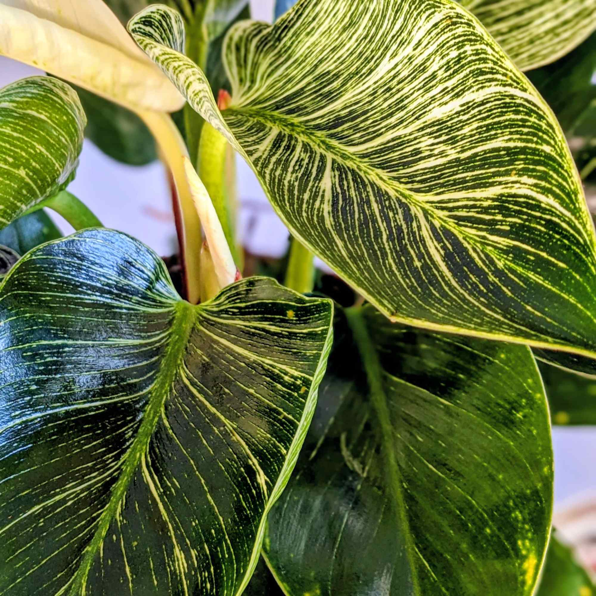 Close-up of a variegated philodendron plant with striped green leaves