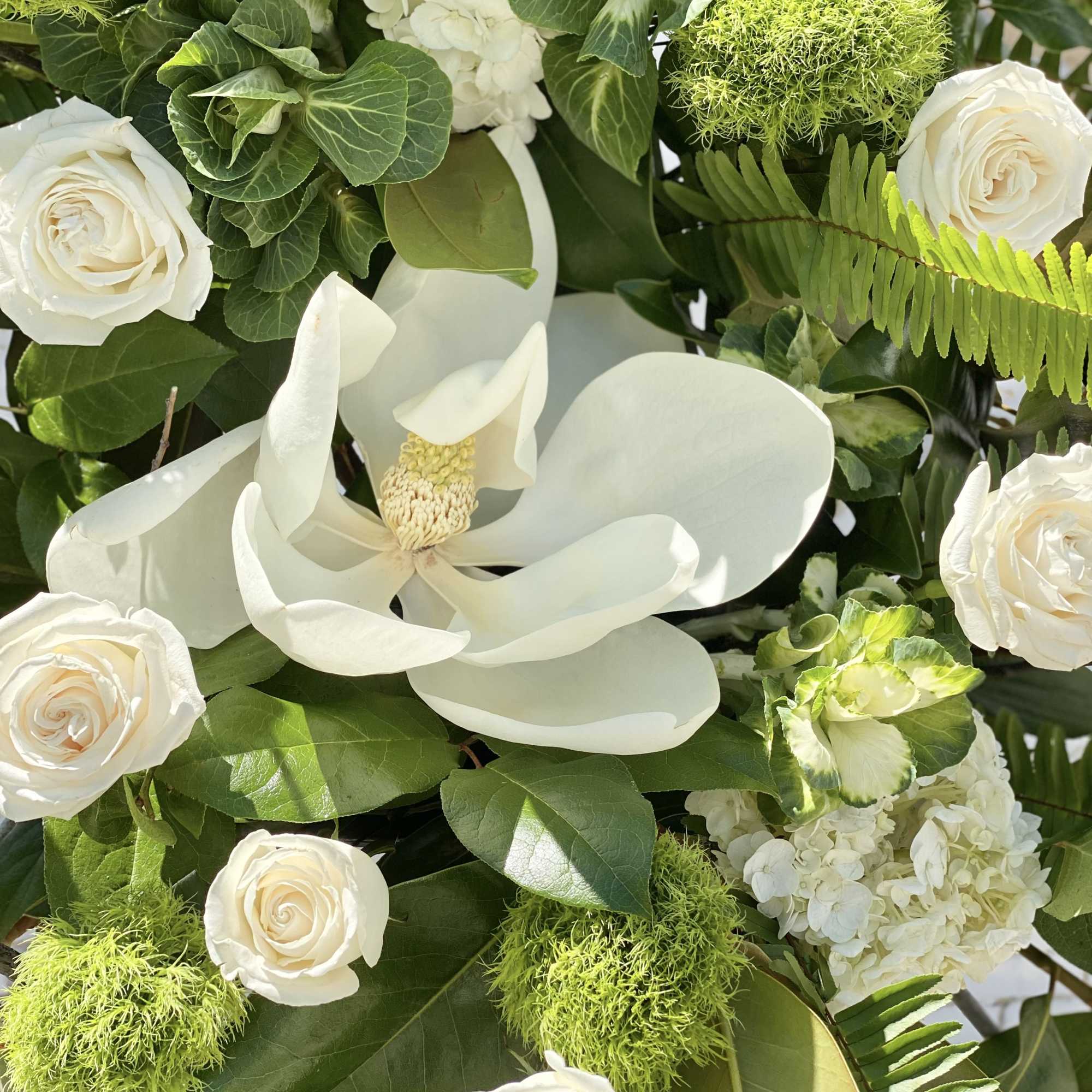 White roses and a white magnolia bloom among green foliage
