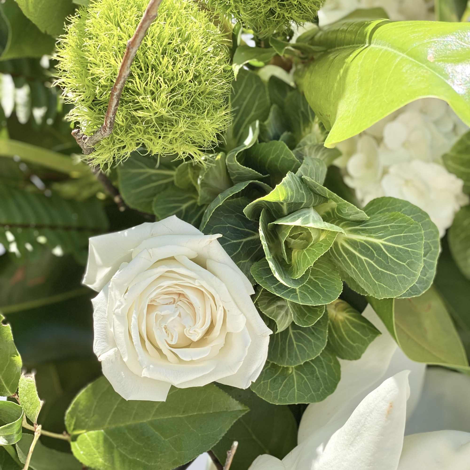 White rose with green textured blooms and broad leaves