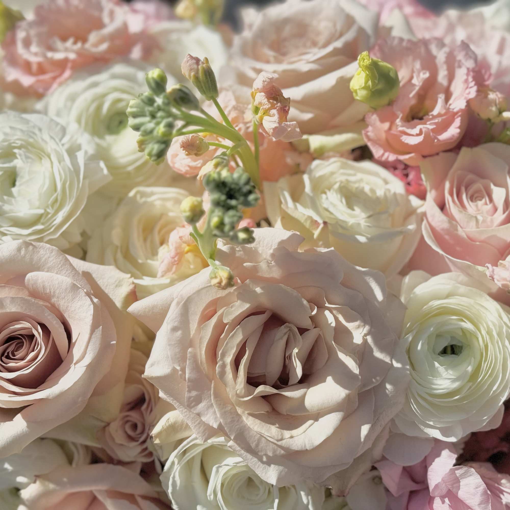 Blush and white roses with pale pink blooms in a close-up bouquet