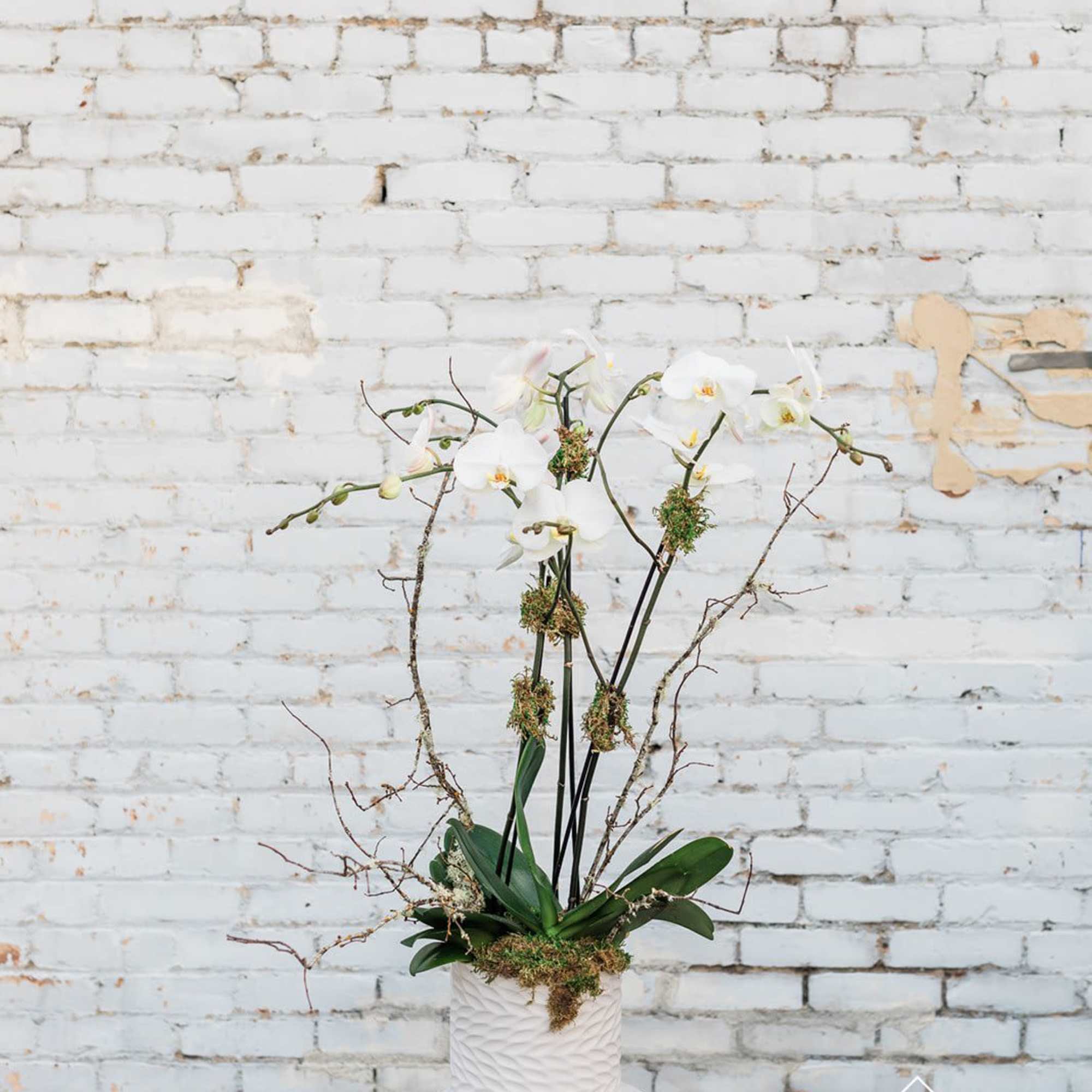 White orchid arrangement in a textured white pot on a stand
