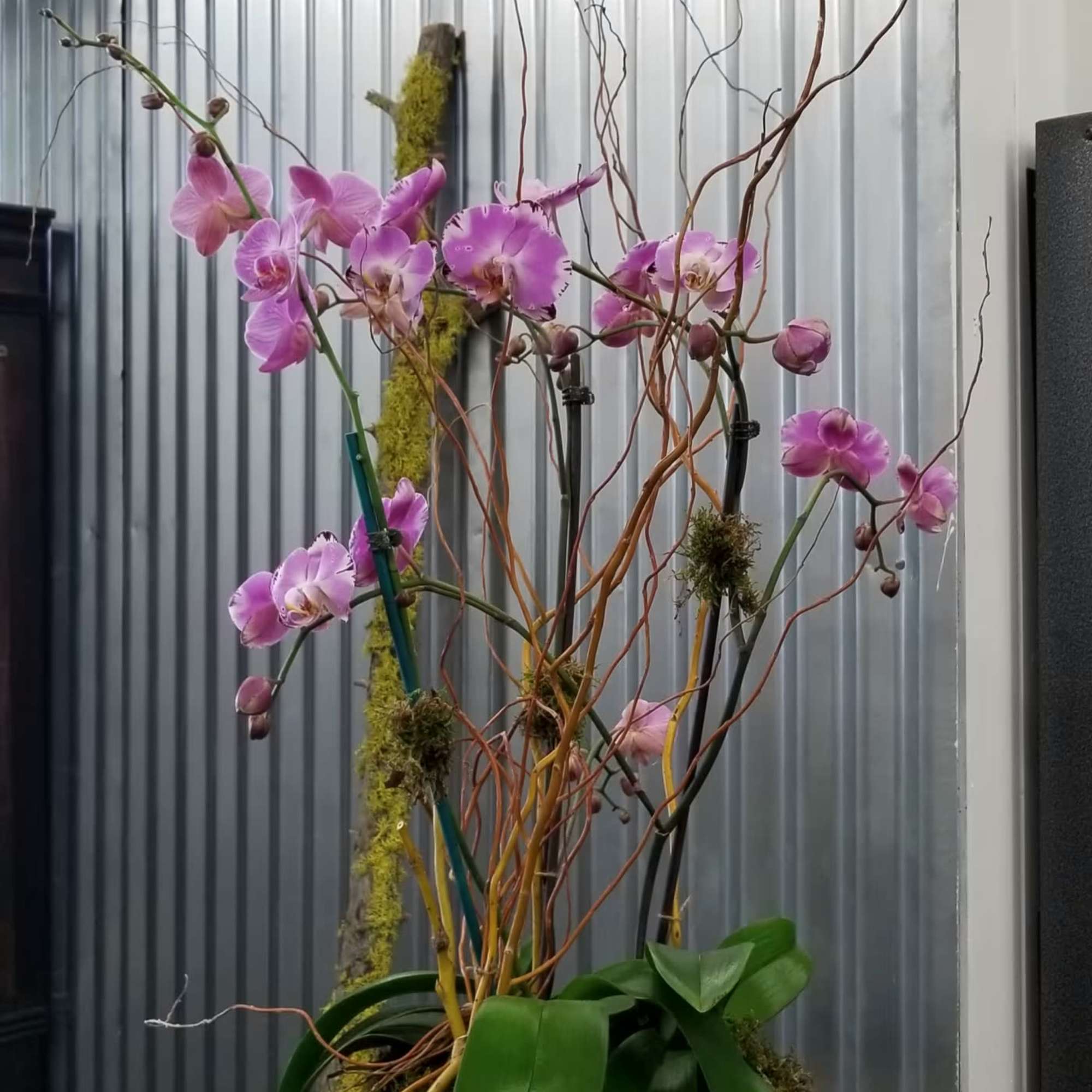 Pink orchids in a glass vase with tall curly branches
