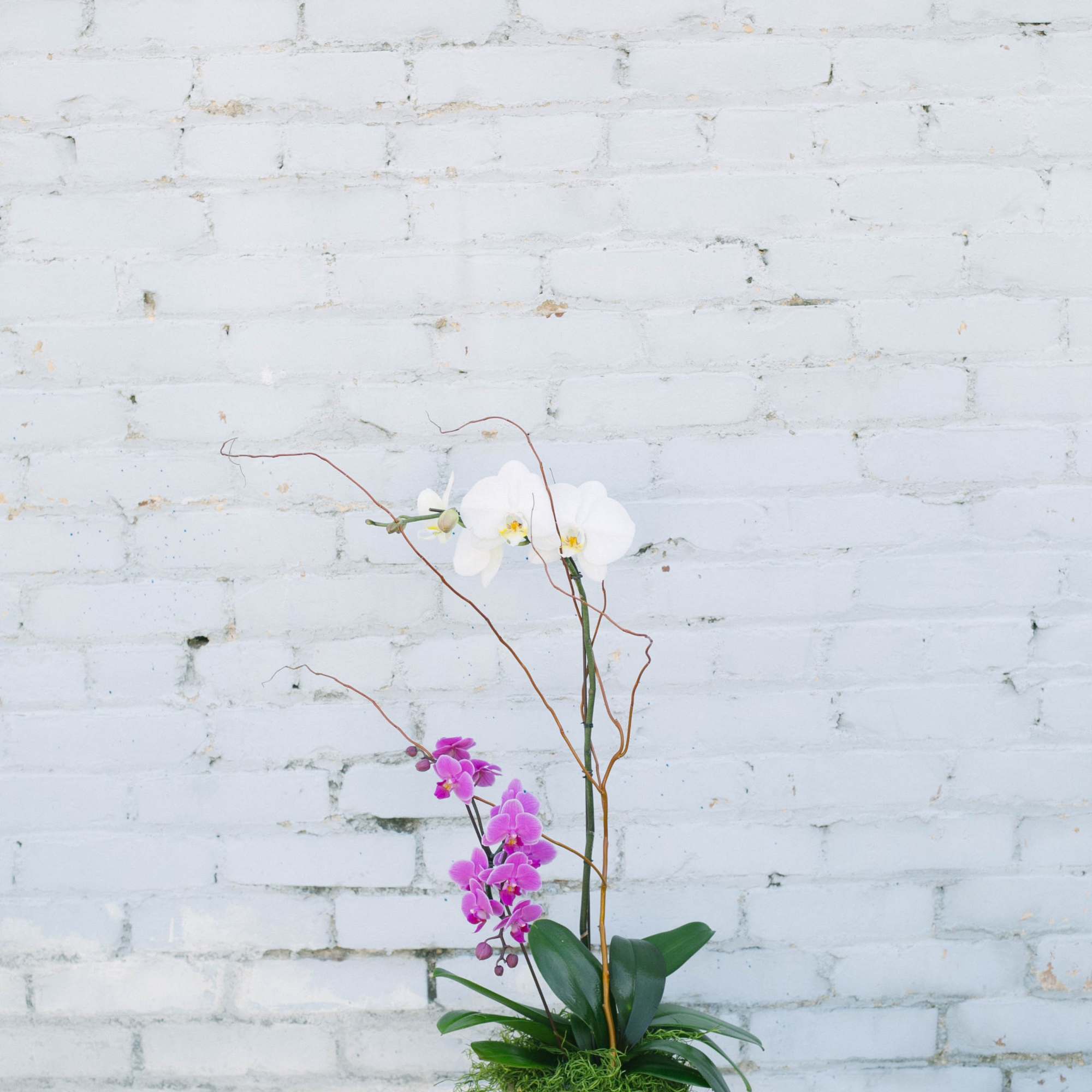 Tall orchid arrangement in a gold vase with white and pink blooms