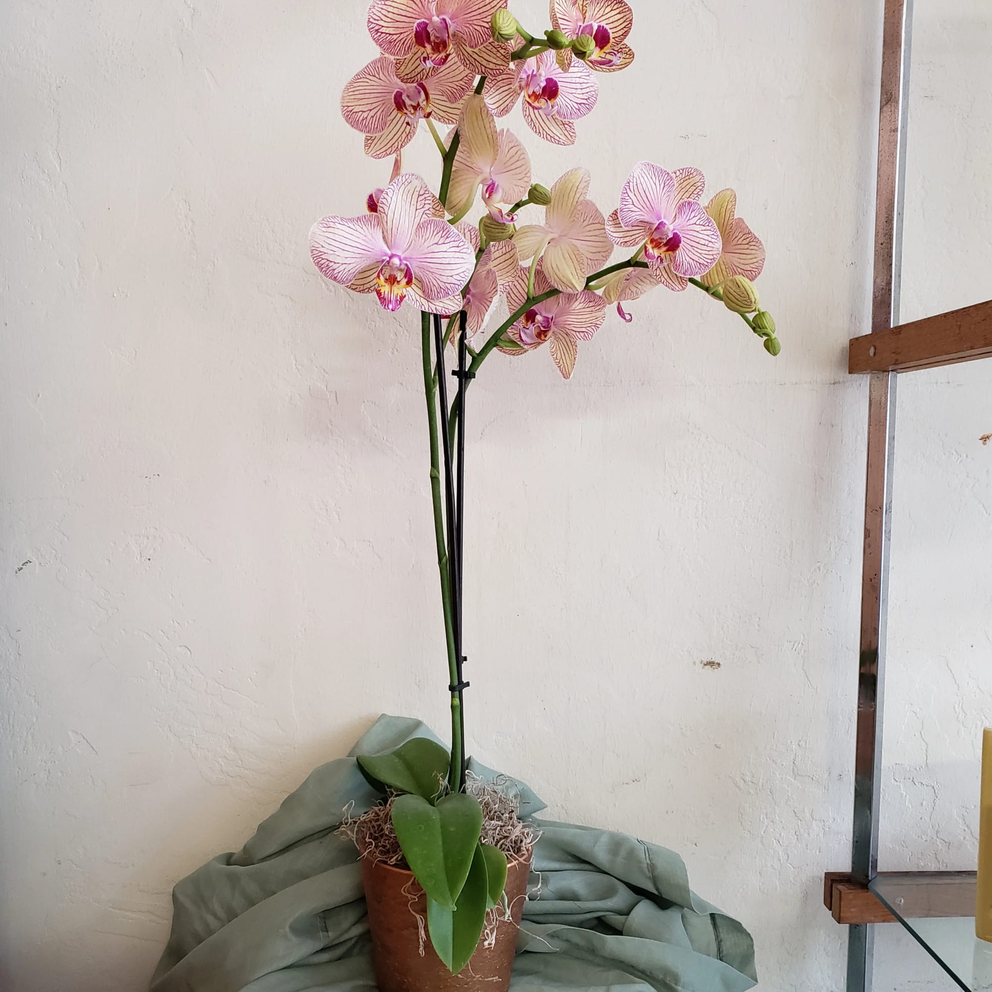 We carry a variety of blooming phaleonopsis orchids, in colors ranging from