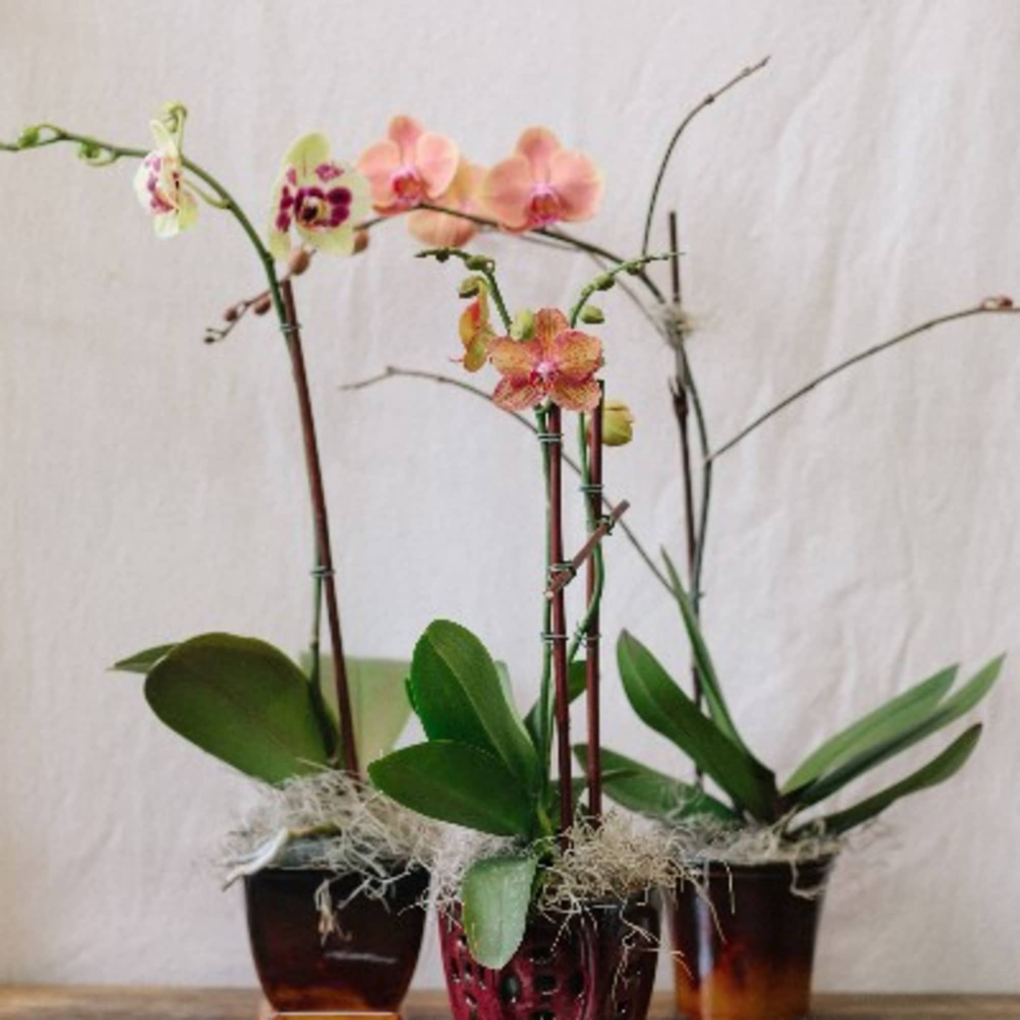 We carry a variety of blooming phaleonopsis orchids, in colors ranging from, photo 2 of 2