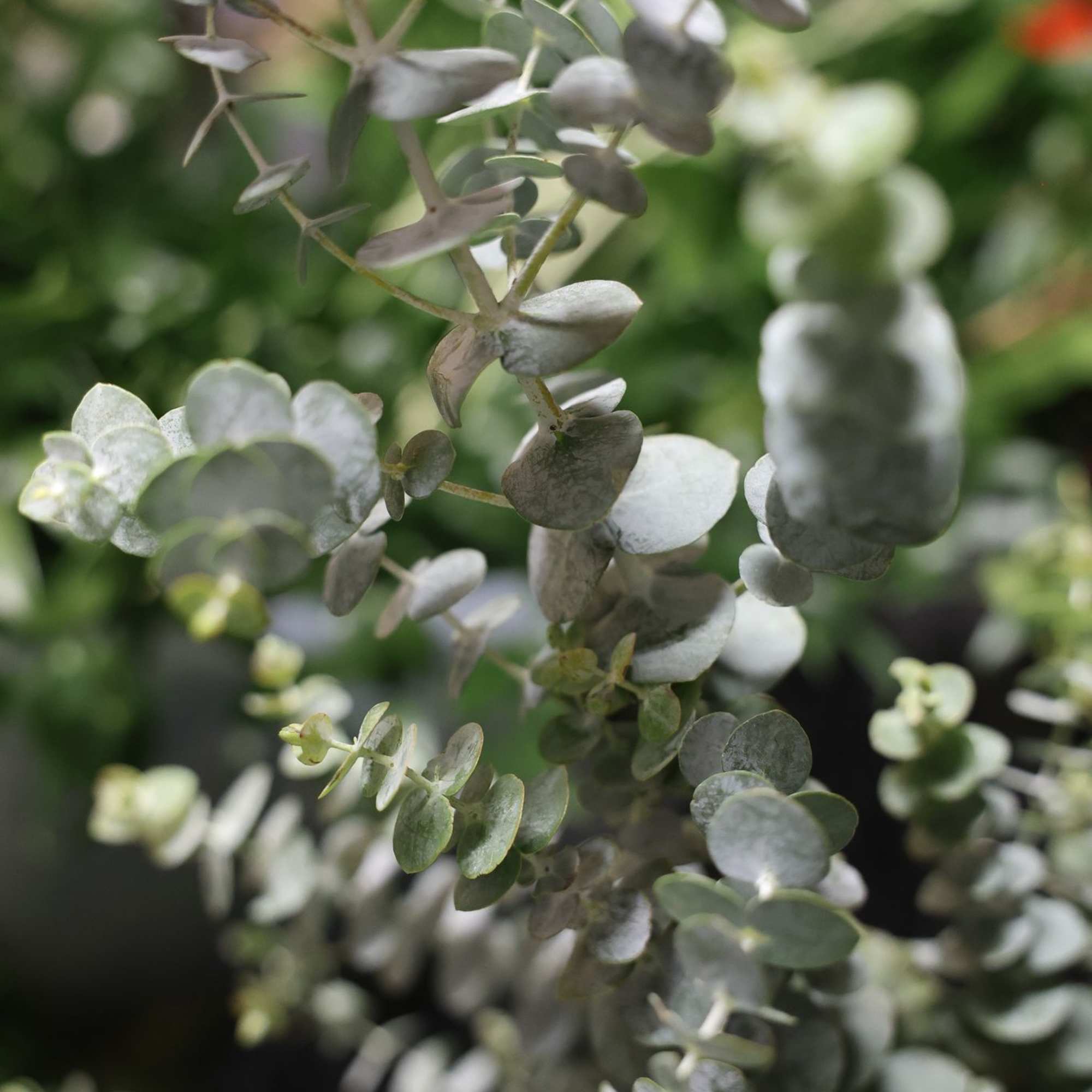 Close-up of eucalyptus stems with round silver-green leaves