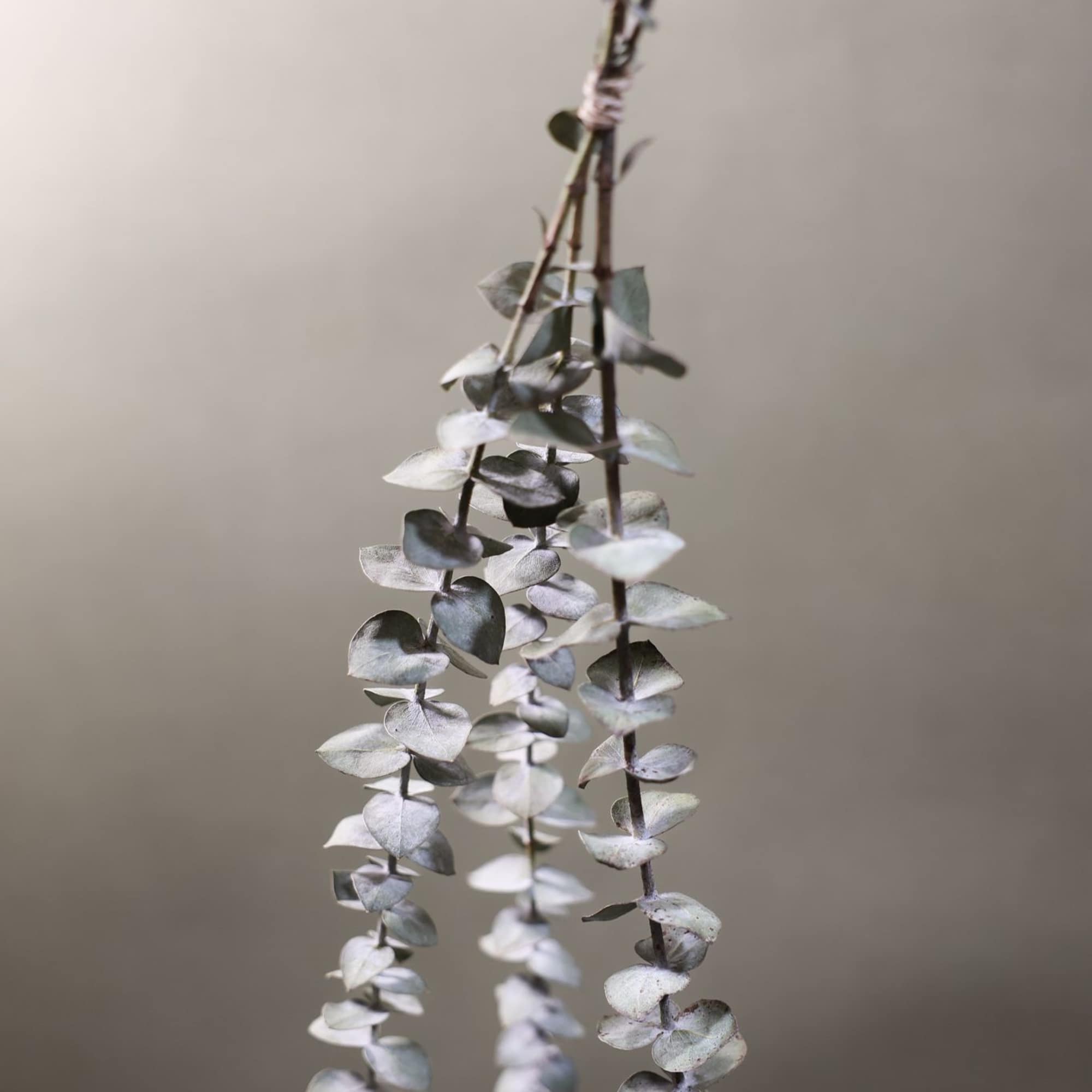 Hand holding a hanging sprig of silvery eucalyptus leaves