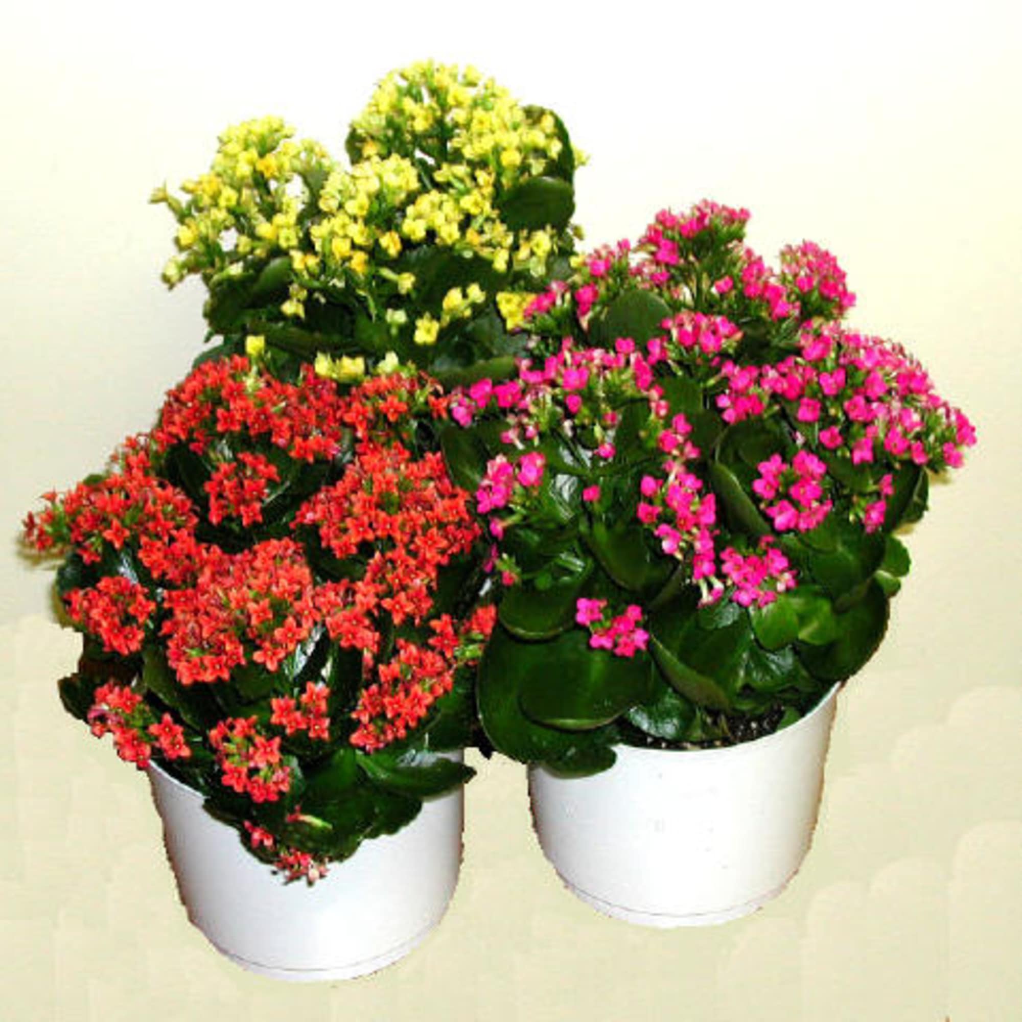 Three potted flowering plants with clusters of pink, red, and yellow blooms