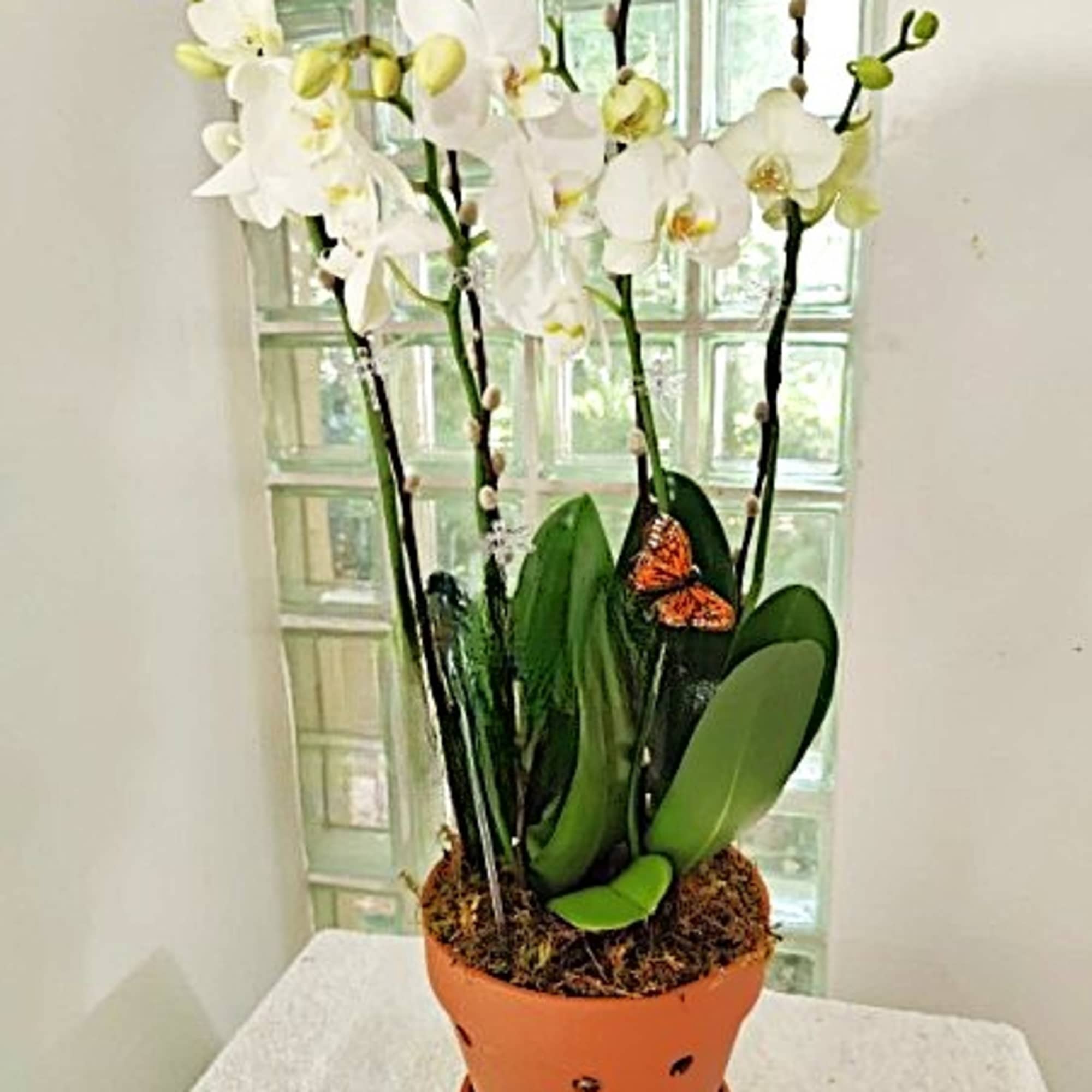 White orchid plant in a terracotta pot with a butterfly decoration