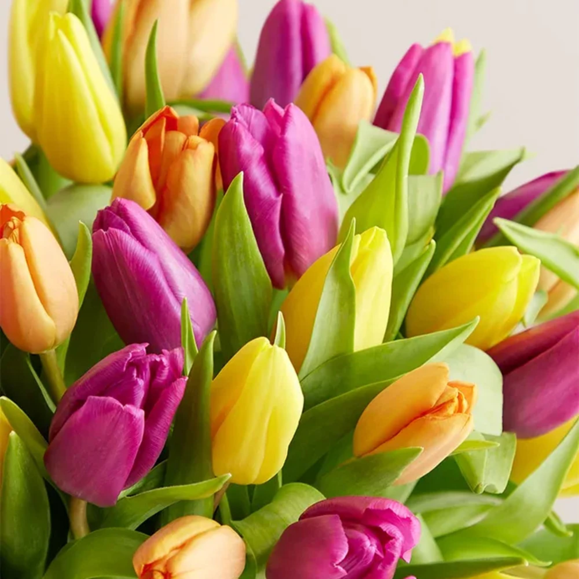 Bouquet of multicolored tulips in pink, yellow, and orange