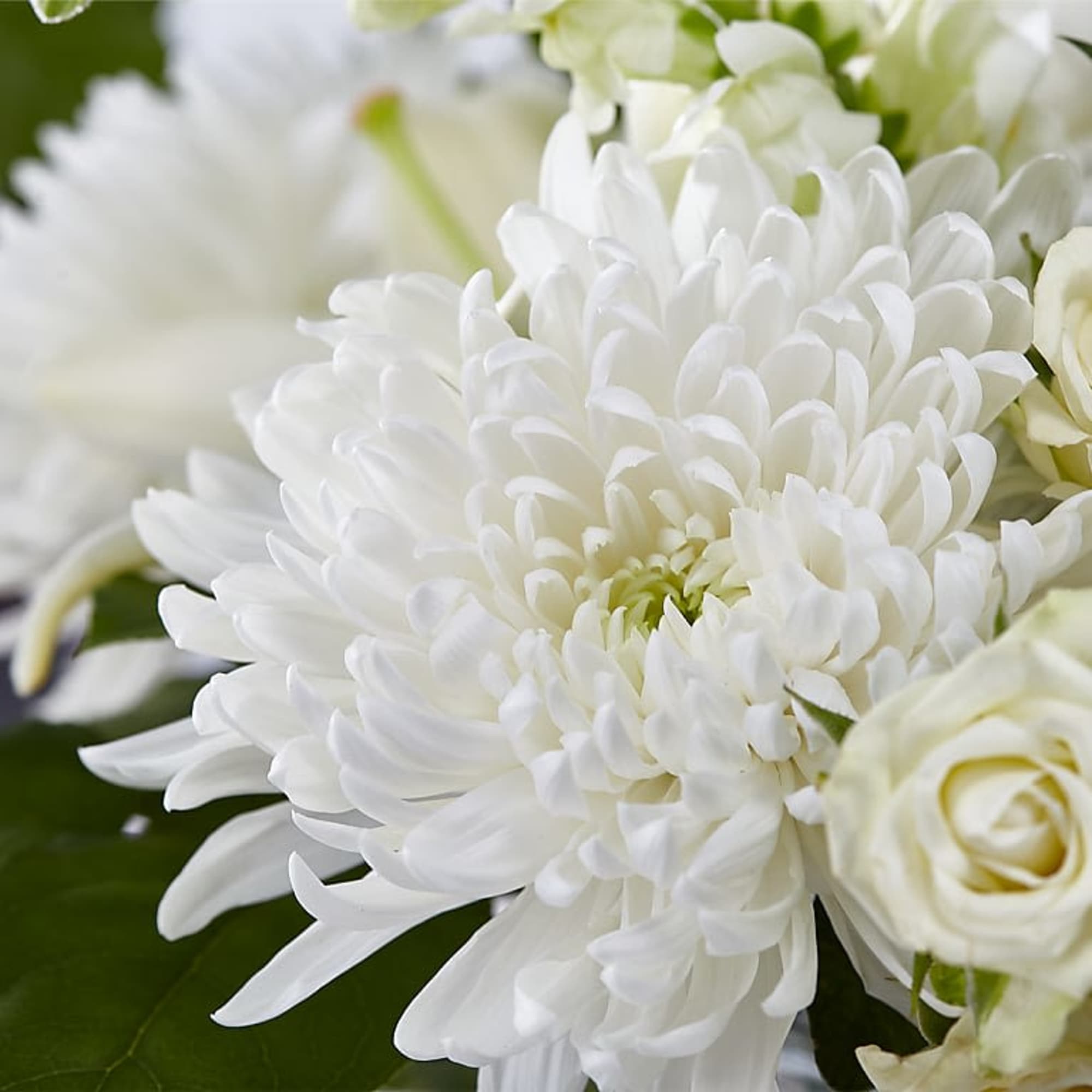 White chrysanthemum bouquet with a white rose