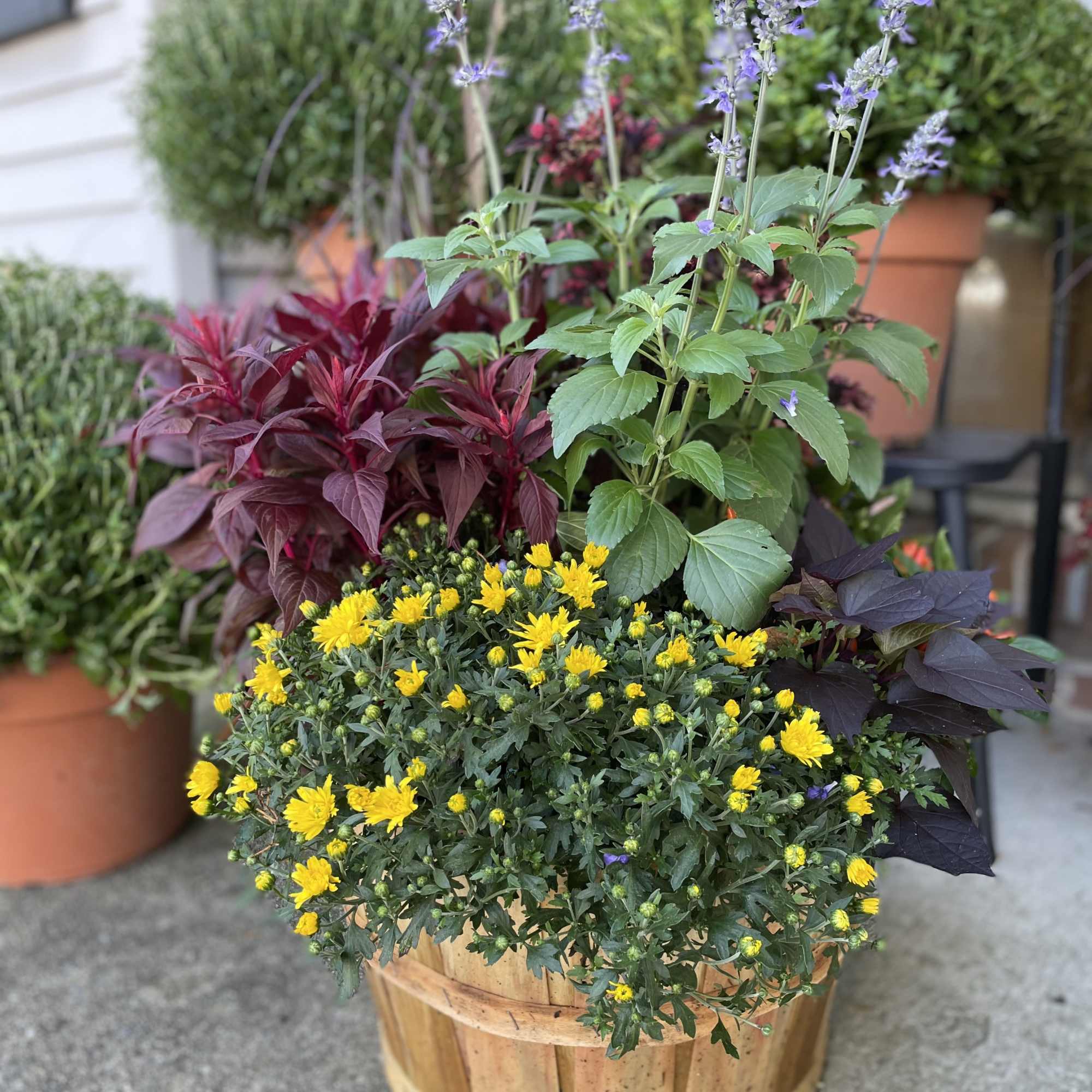 Mixed potted arrangement with yellow blooms, purple spikes, and burgundy foliage in a wooden planter
