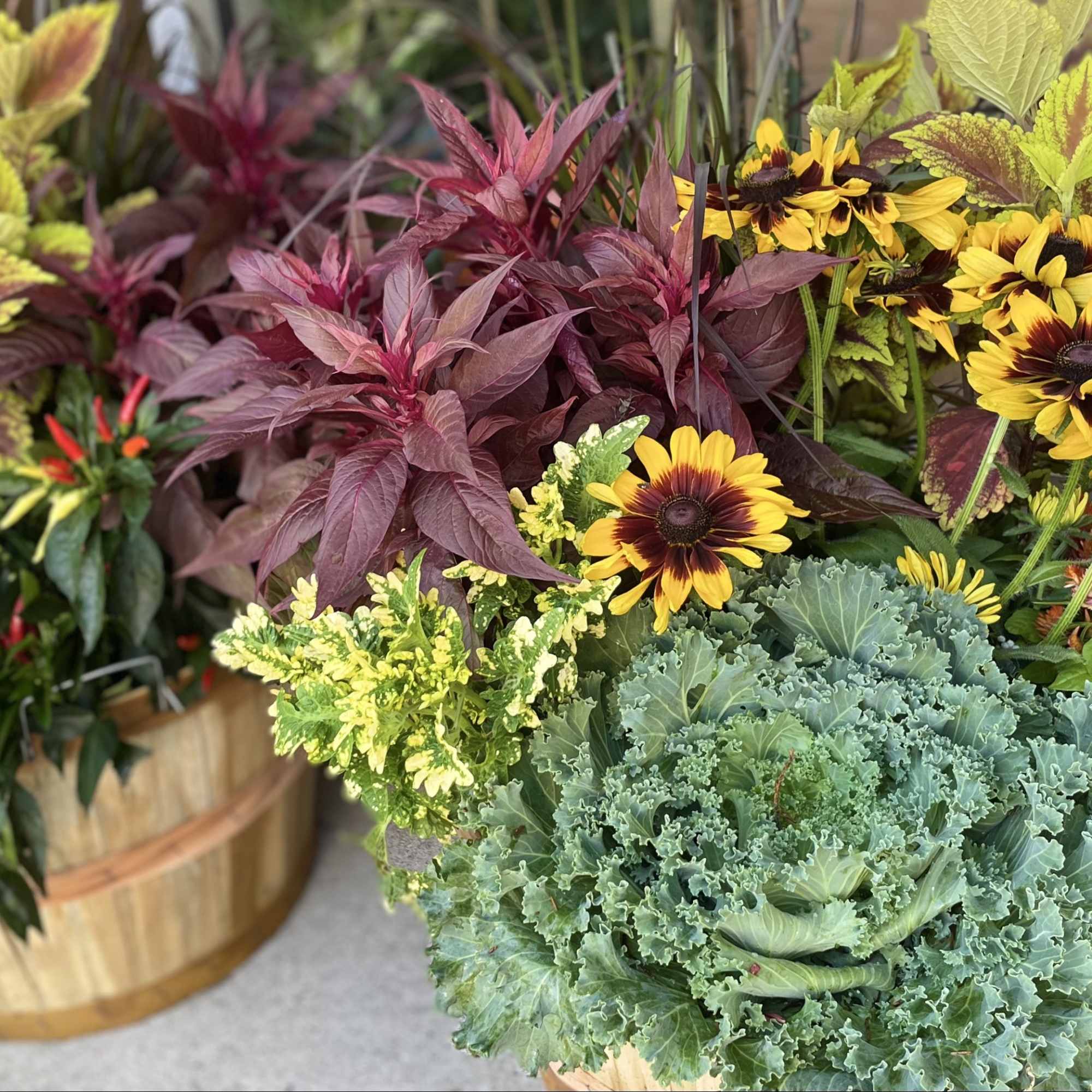 Mixed potted plants with yellow flowers and burgundy foliage in wooden containers