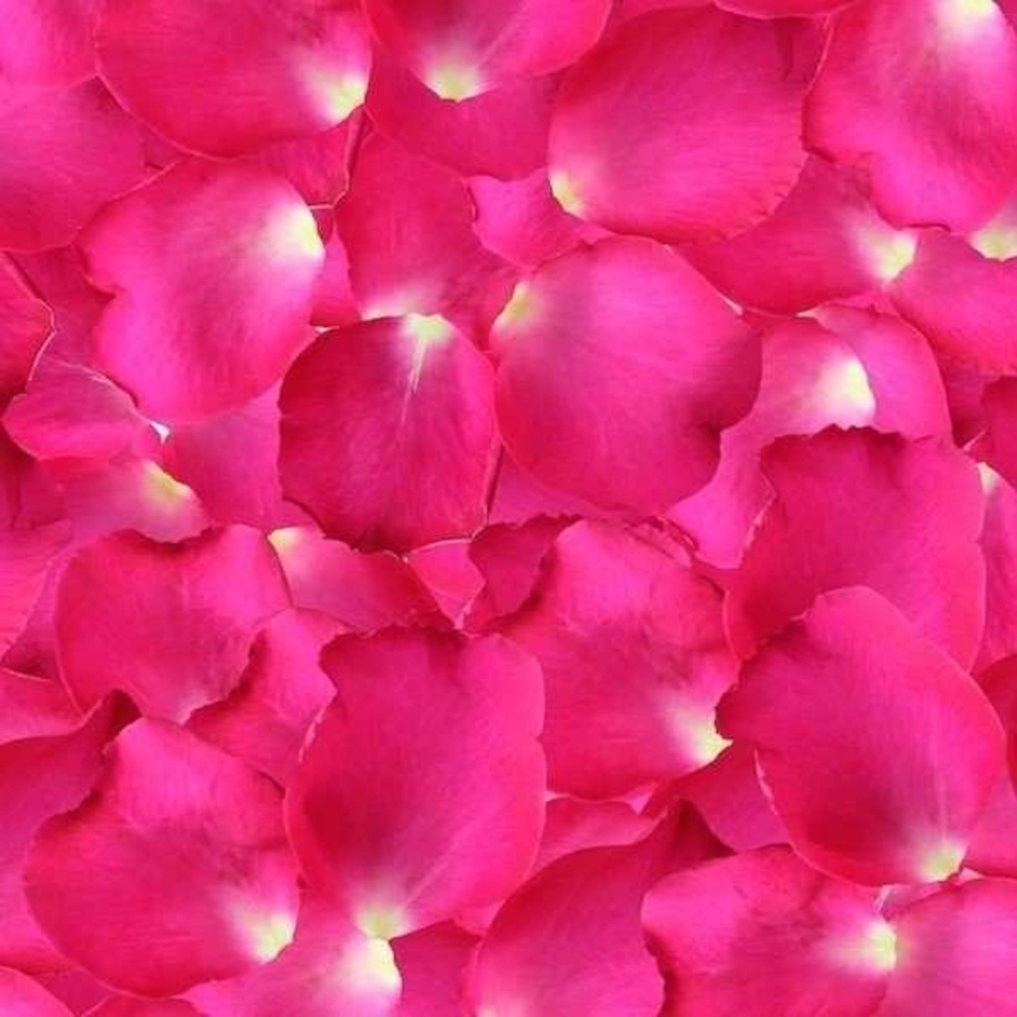 Pile of bright pink rose petals with lighter centers