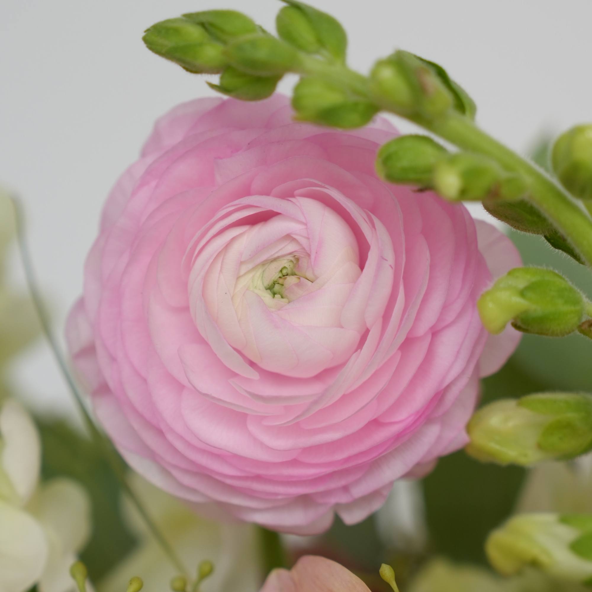 Close-up of a pink ranunculus bloom with green buds