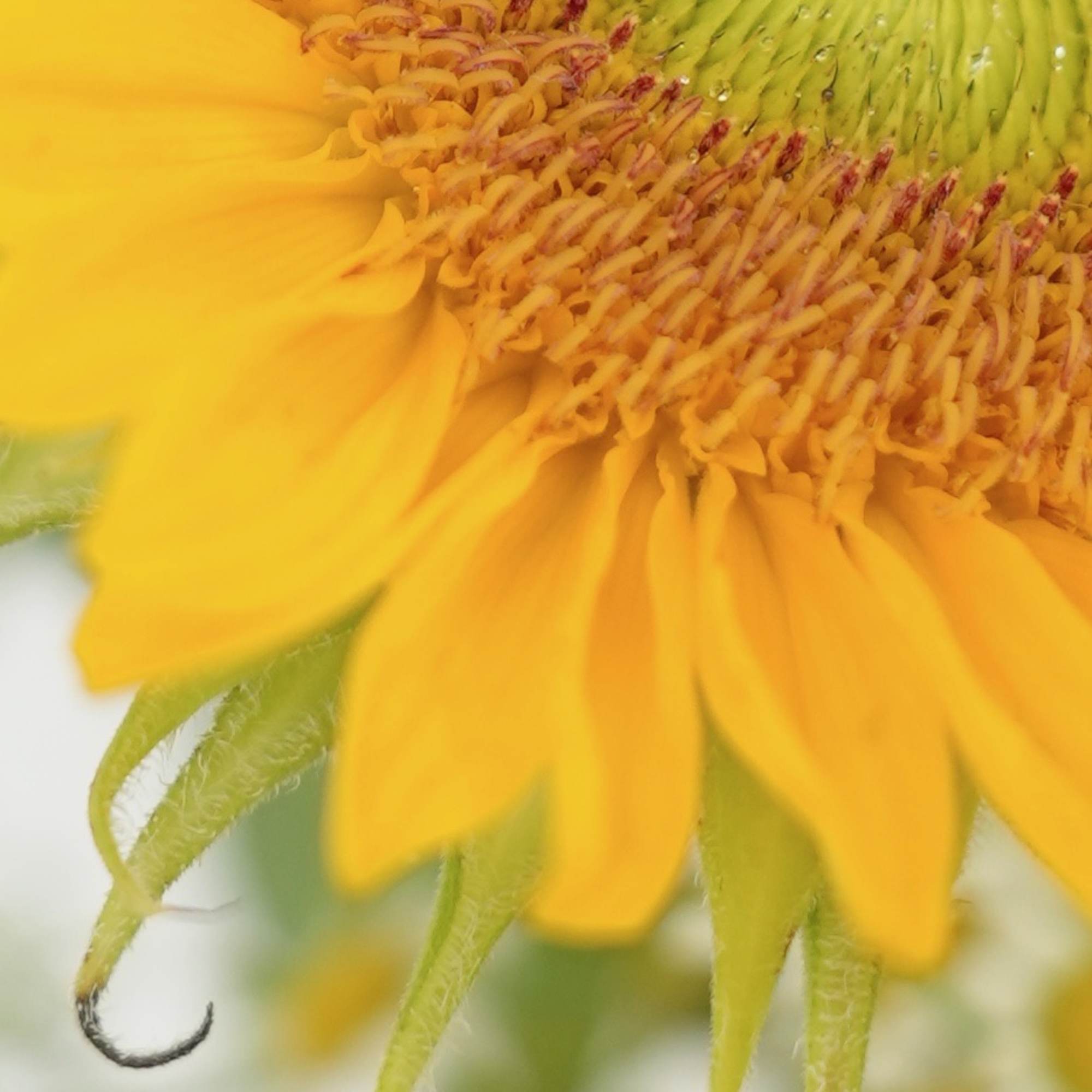 Close-up of a yellow sunflower with a green center