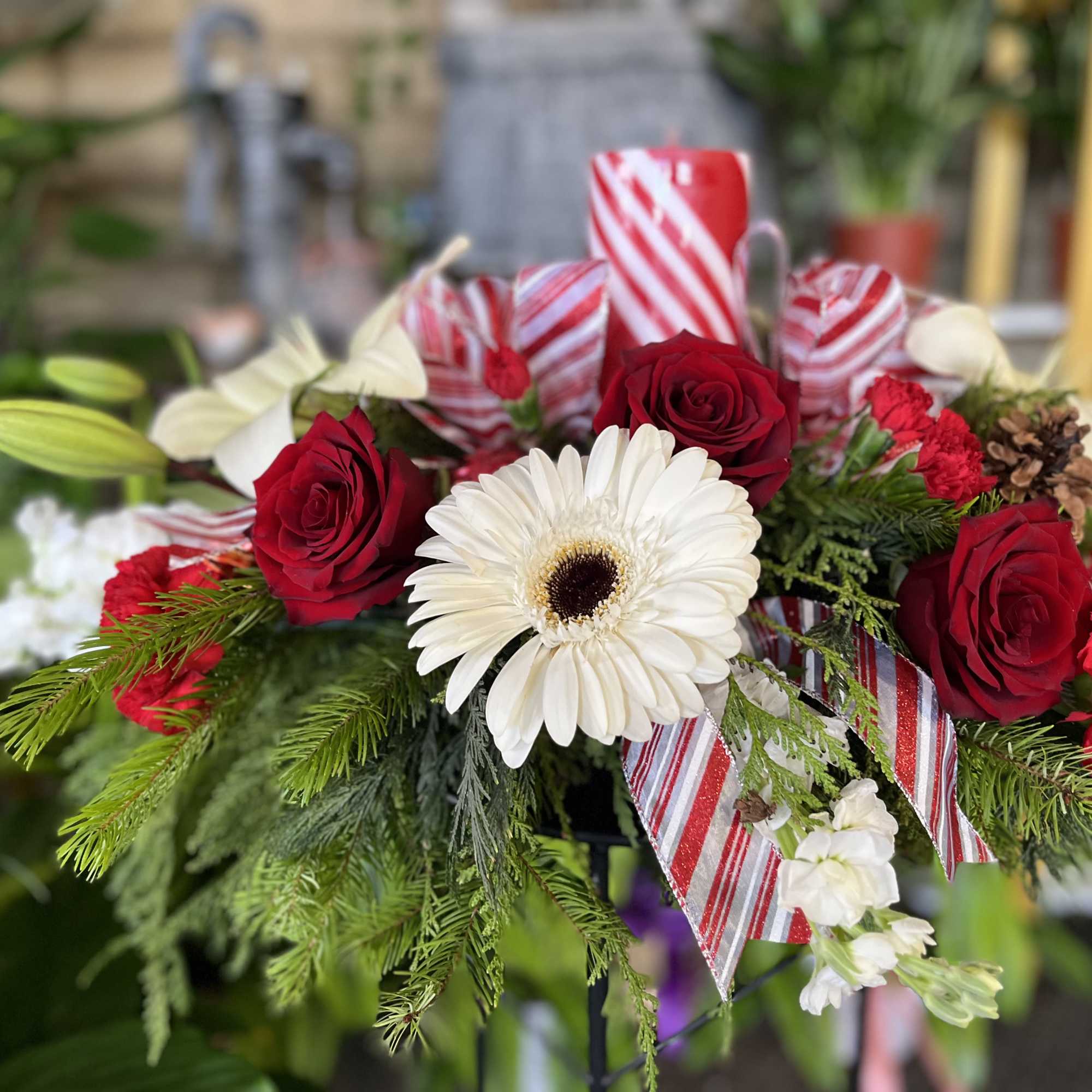 Red roses and a white gerbera daisy in a festive holiday arrangement