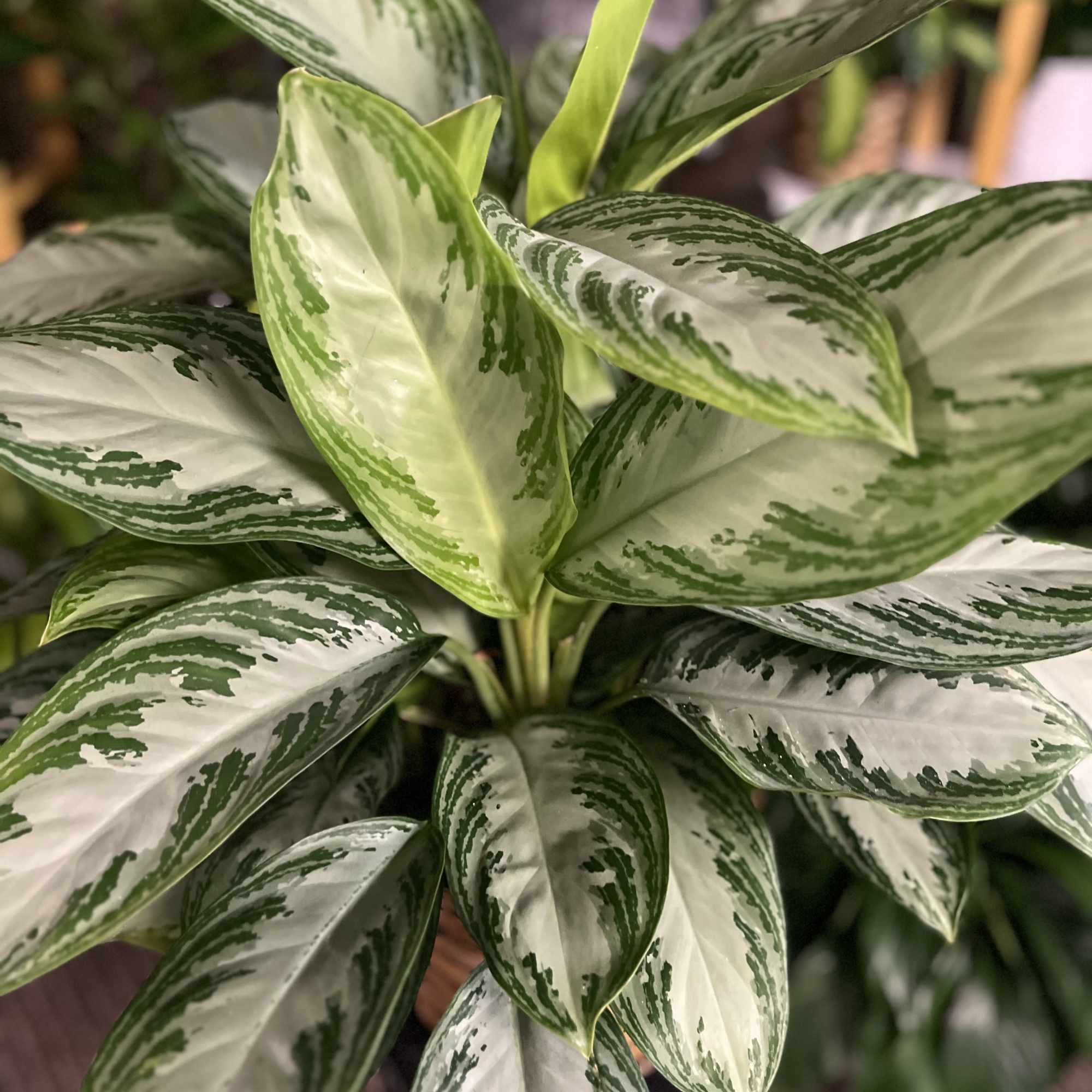 Variegated green-and-white potted plant with broad pointed leaves