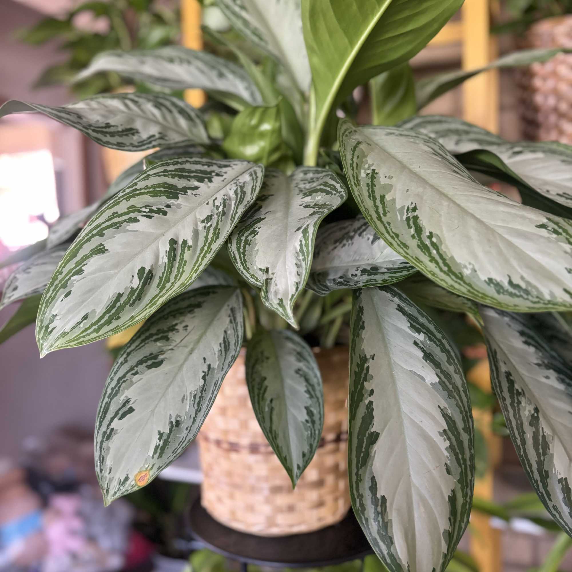 Potted variegated houseplant with silver-green leaves in a woven basket