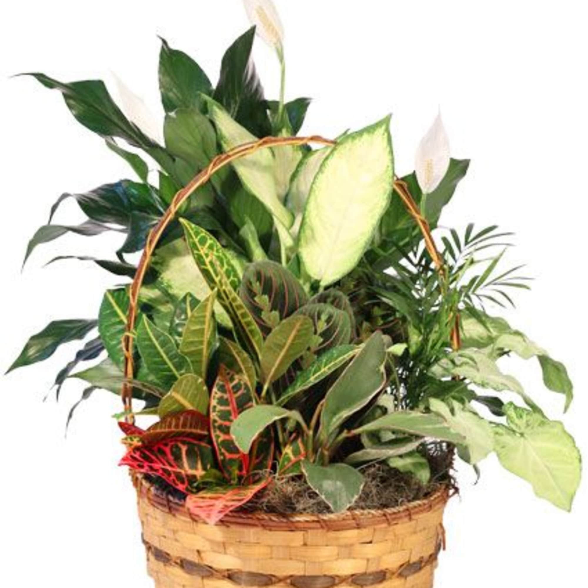 Our Plentiful Plant Basket is filled to the brim with beautiful greenery