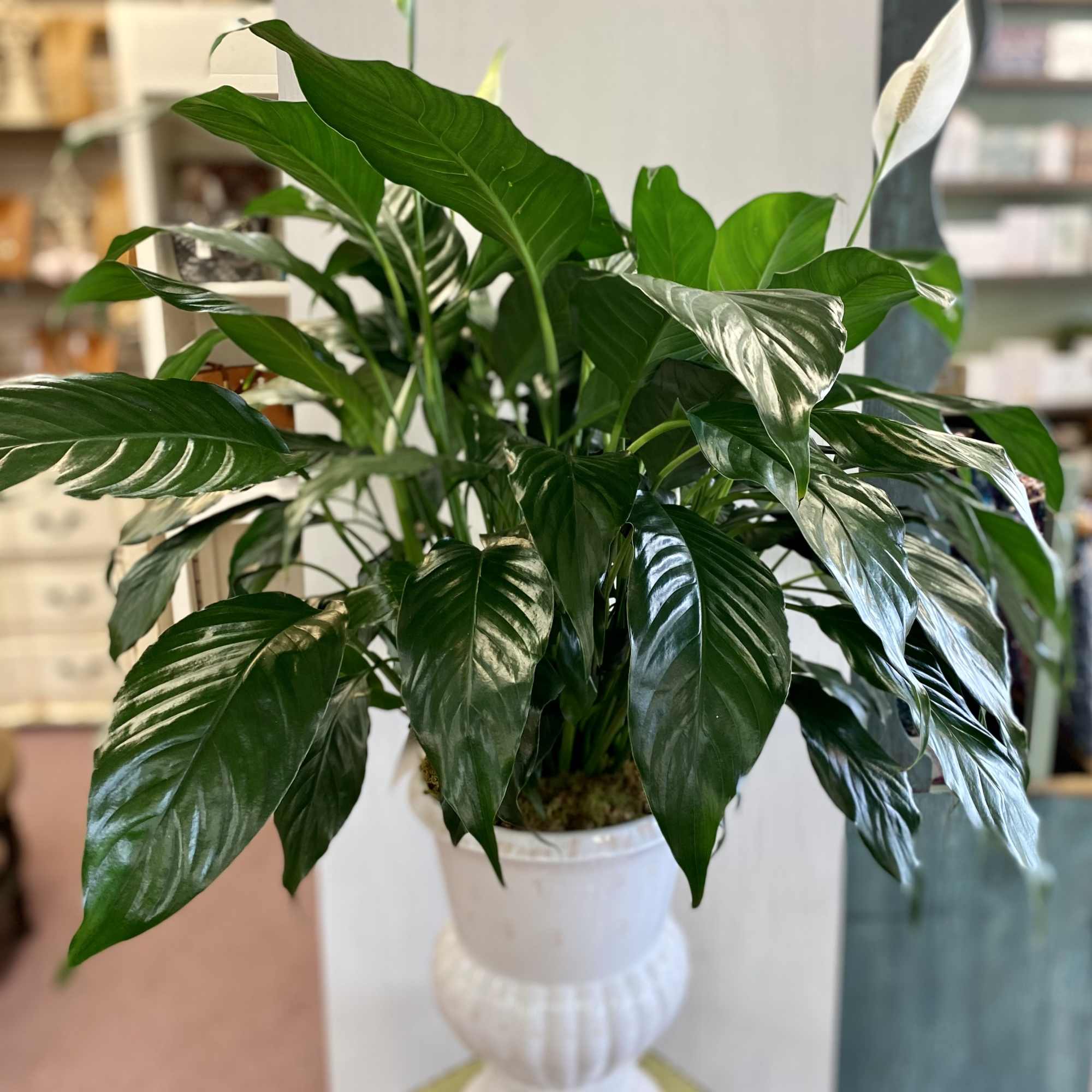 Potted peace lily plant in a white pedestal planter