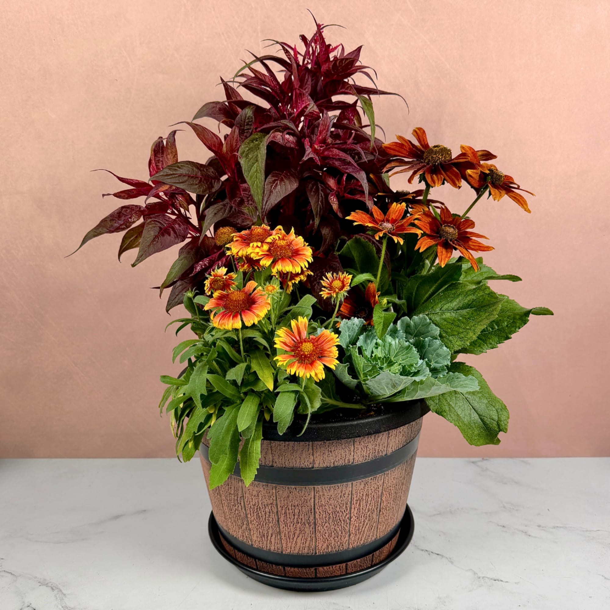 Potted arrangement of orange daisy-like flowers with burgundy foliage, photo 2 of 3