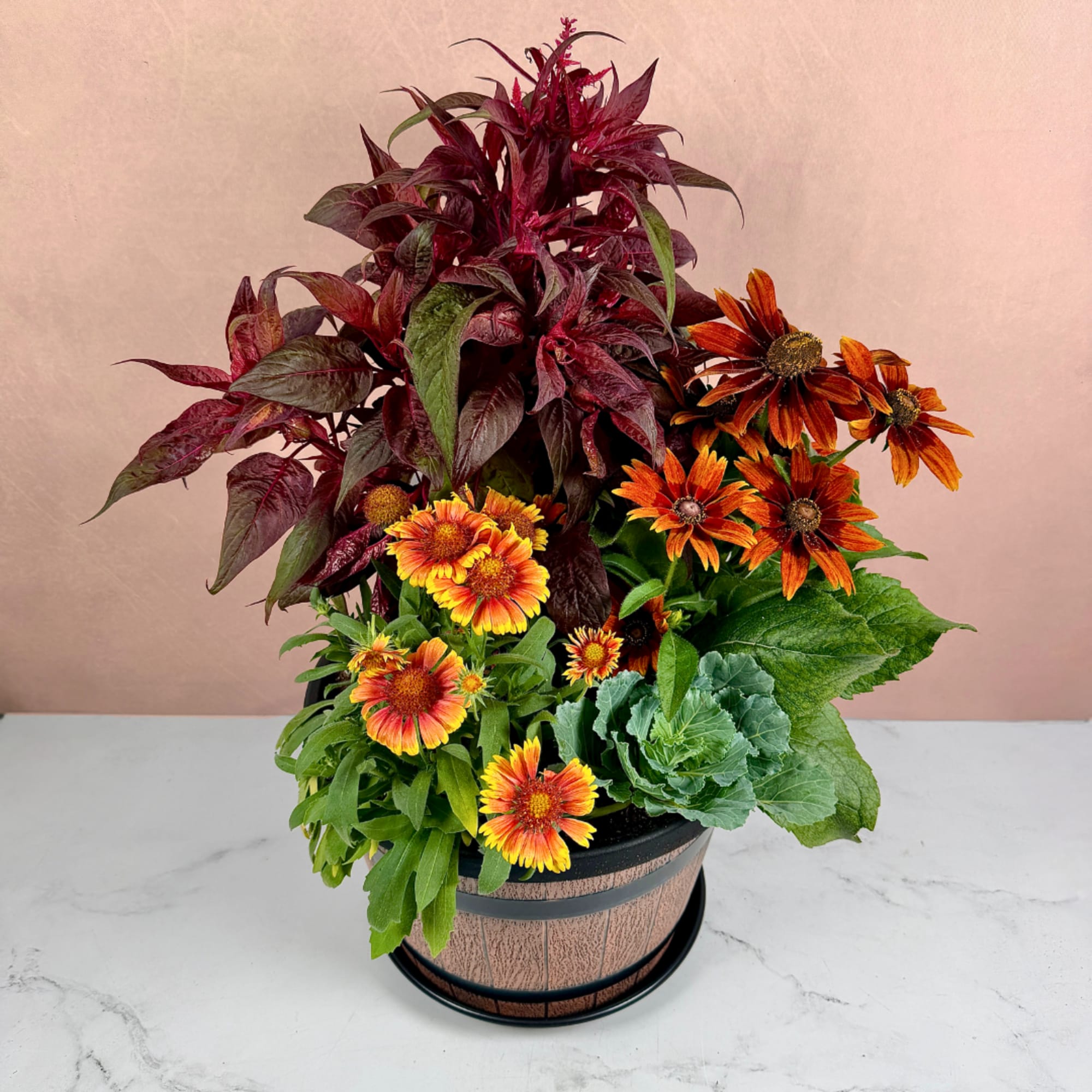 Potted arrangement of orange daisy-like flowers with burgundy foliage, photo 3 of 3