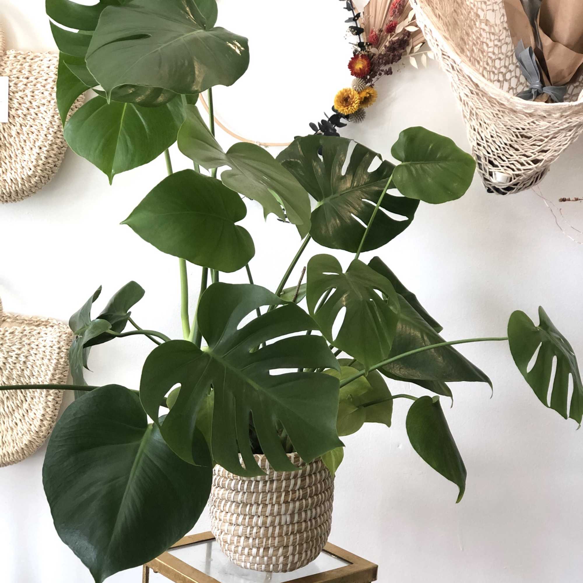 Large potted monstera plant in a woven basket on a stand