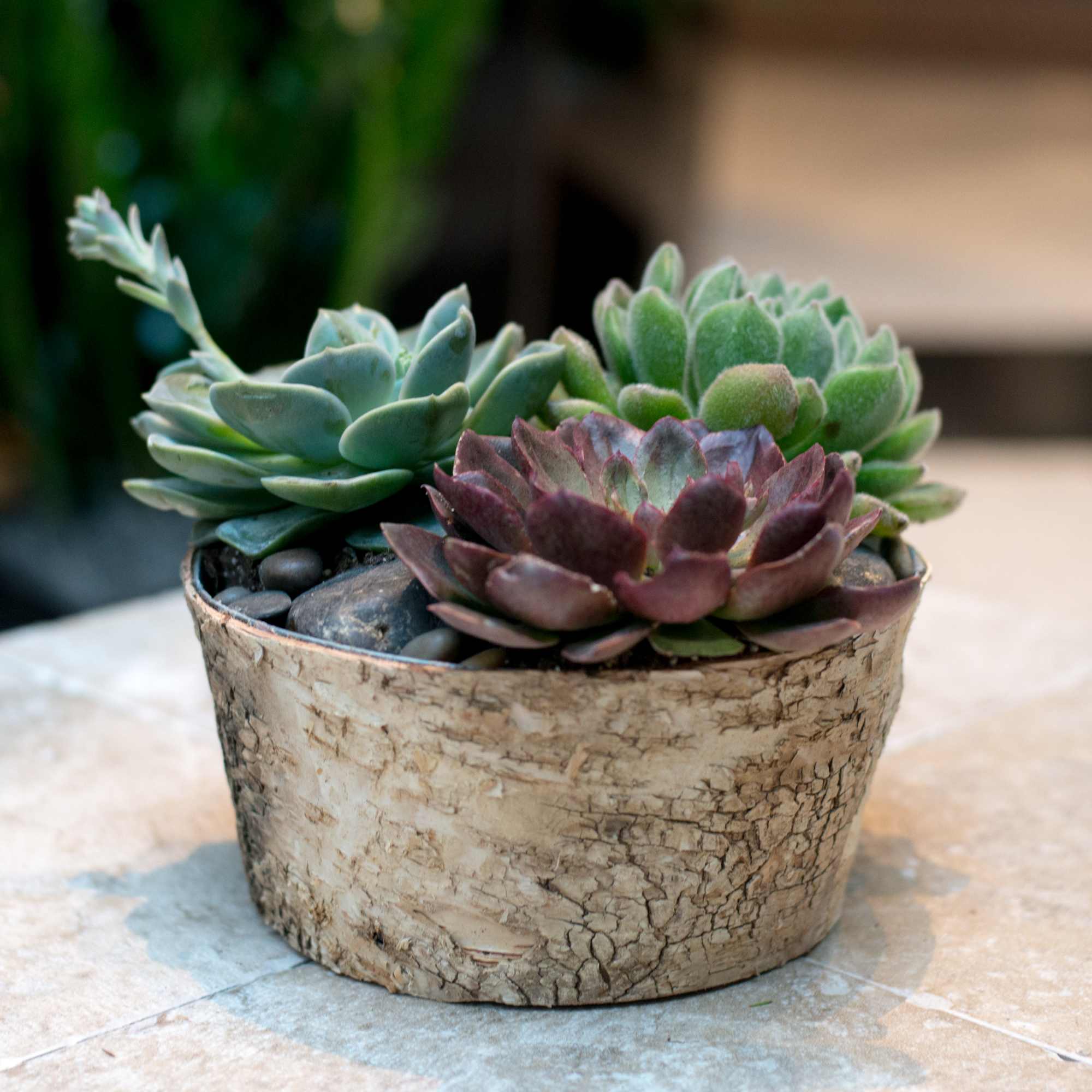 Small succulent arrangement in a rustic bark-textured pot