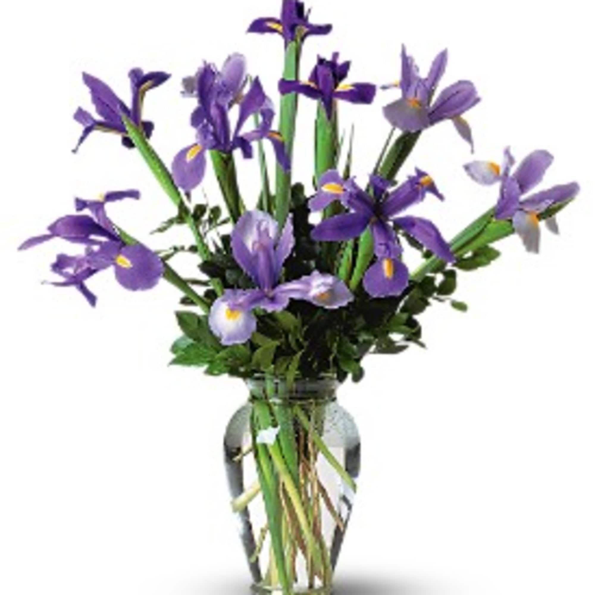 Incredible Iris [TF59-1] in Arlington, VA | Twin Towers Florist