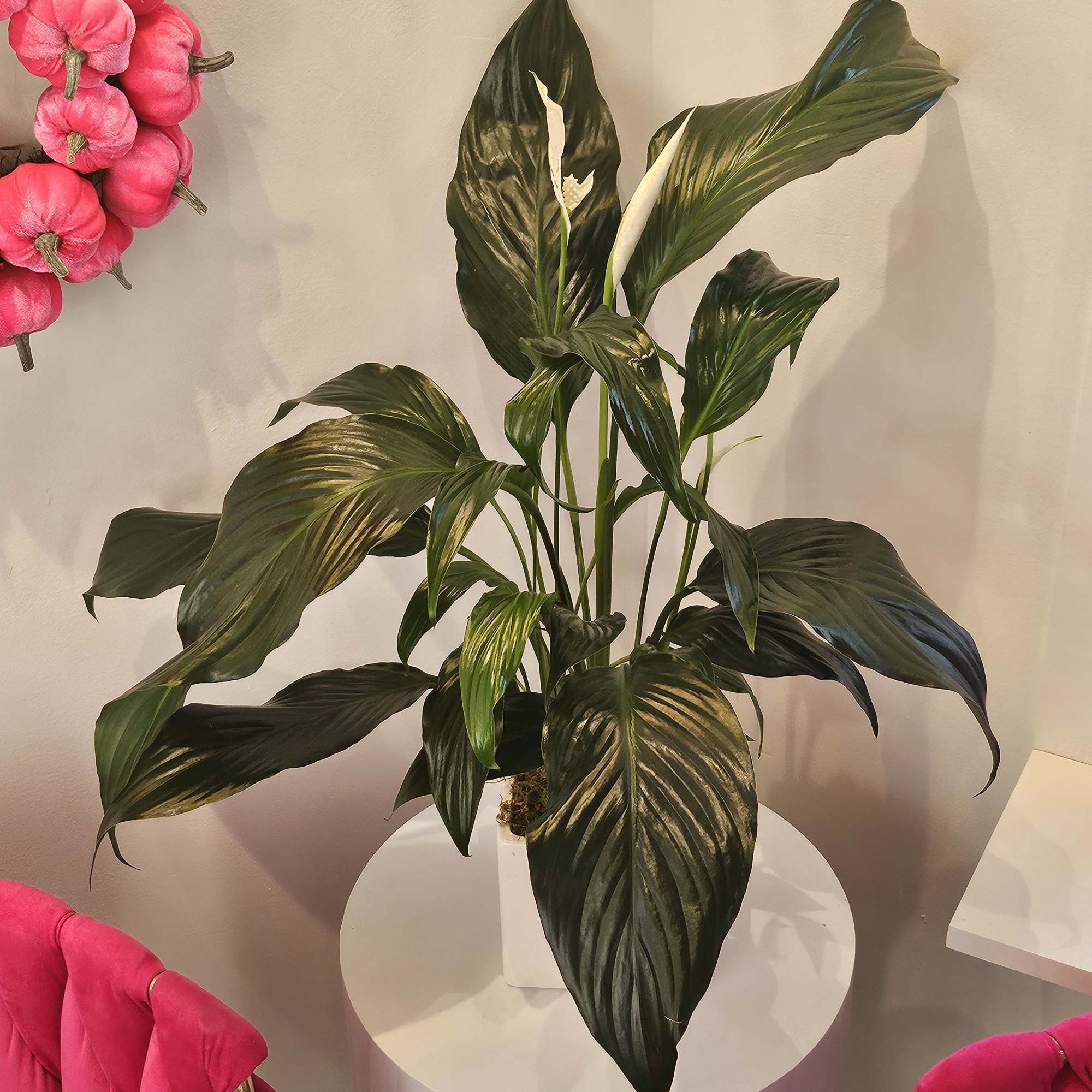 Potted peace lily with white blooms on a small table