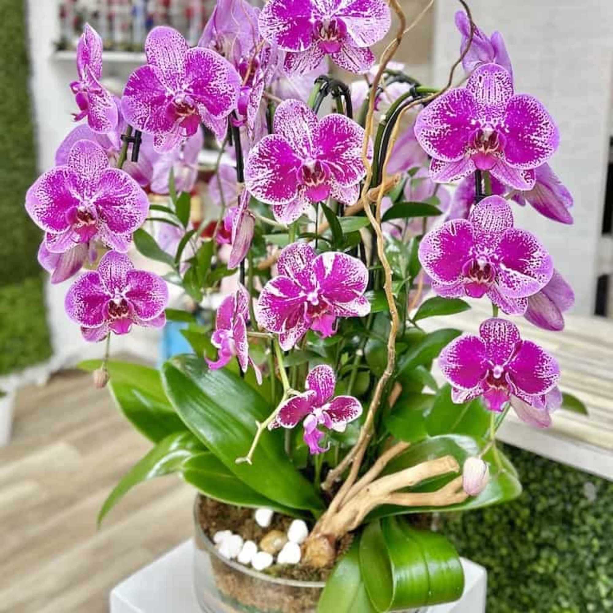 Potted magenta and white spotted orchids in a clear glass bowl with moss and stones